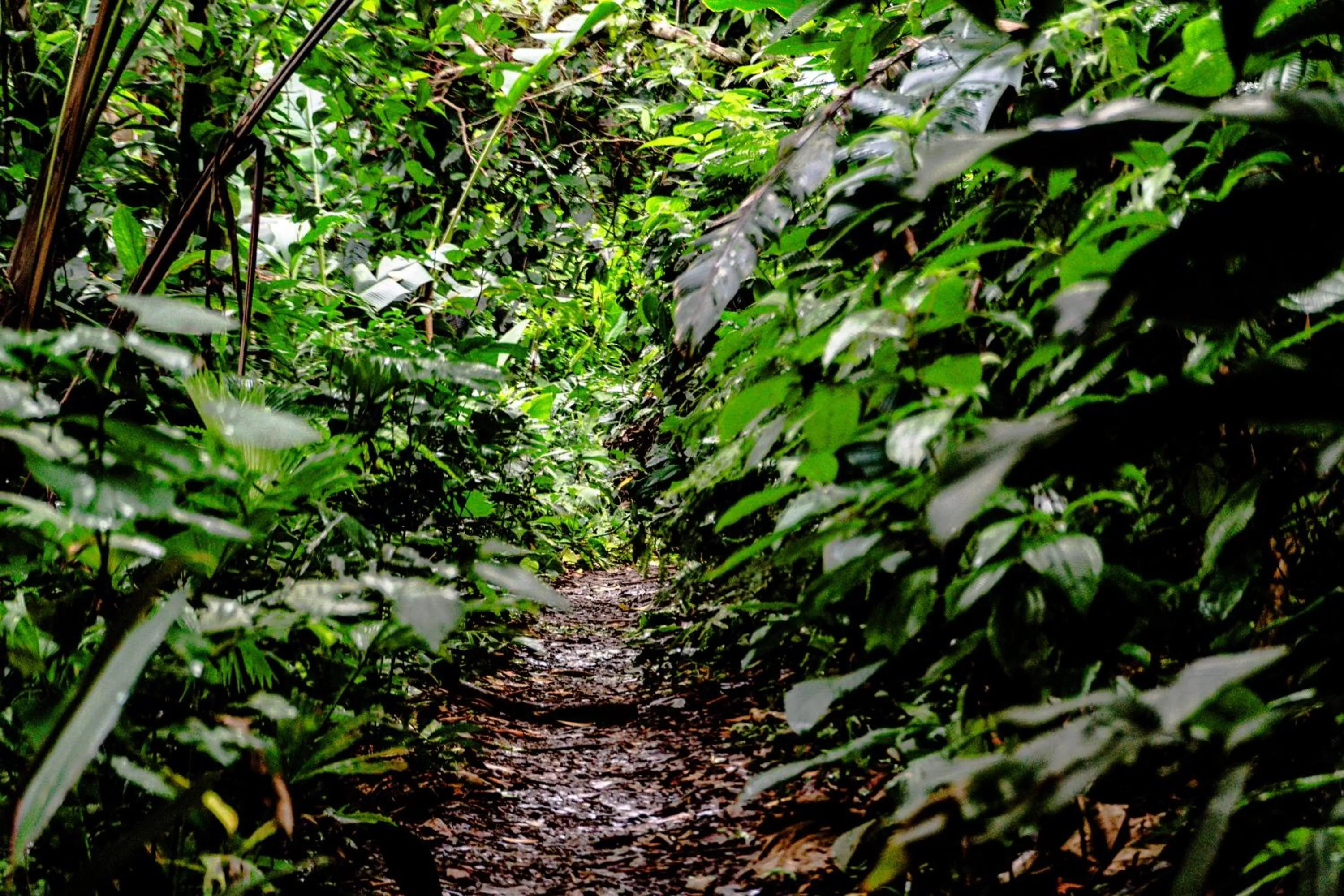 Natural landscape in Socialtel Red Frog