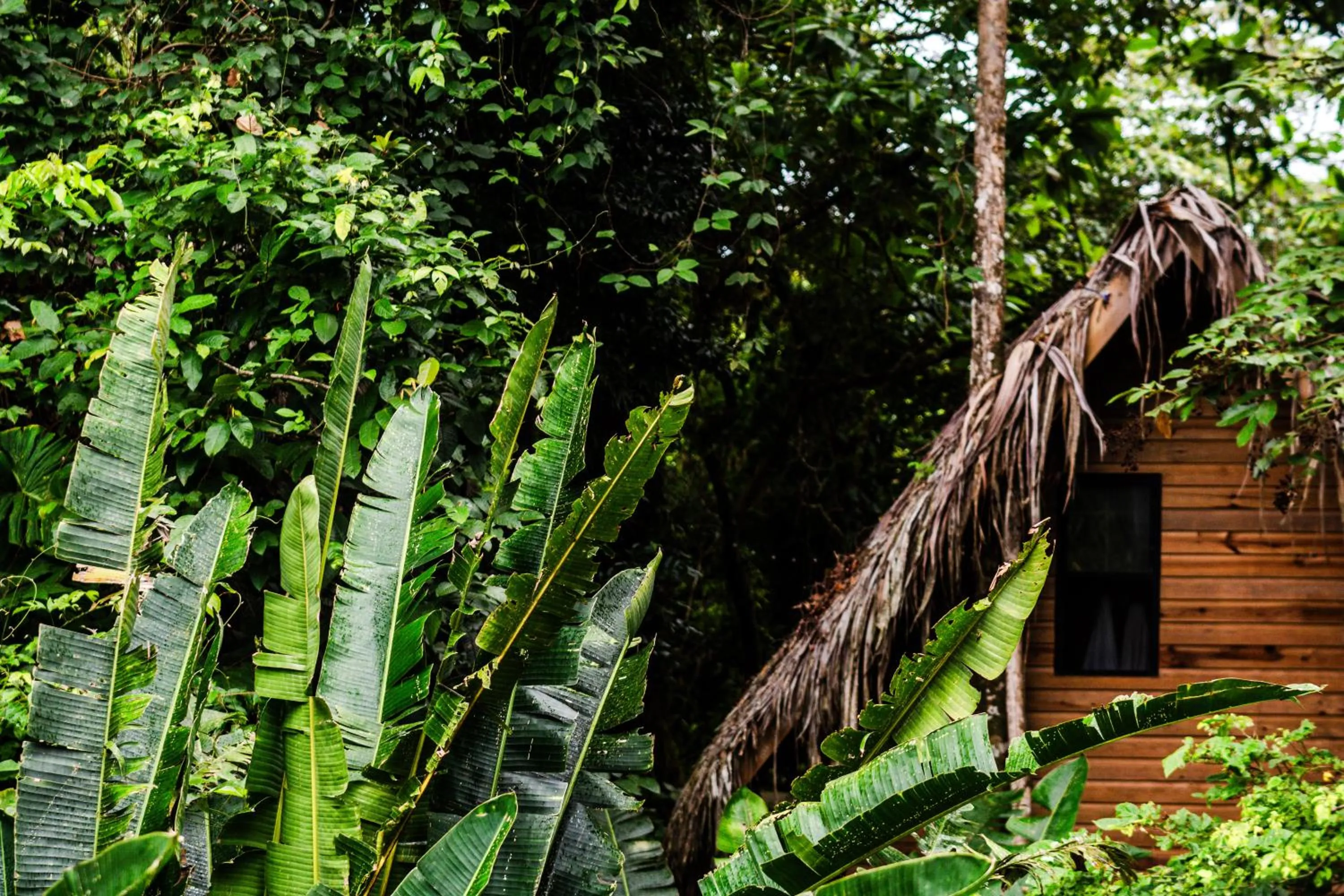 Garden in Socialtel Red Frog