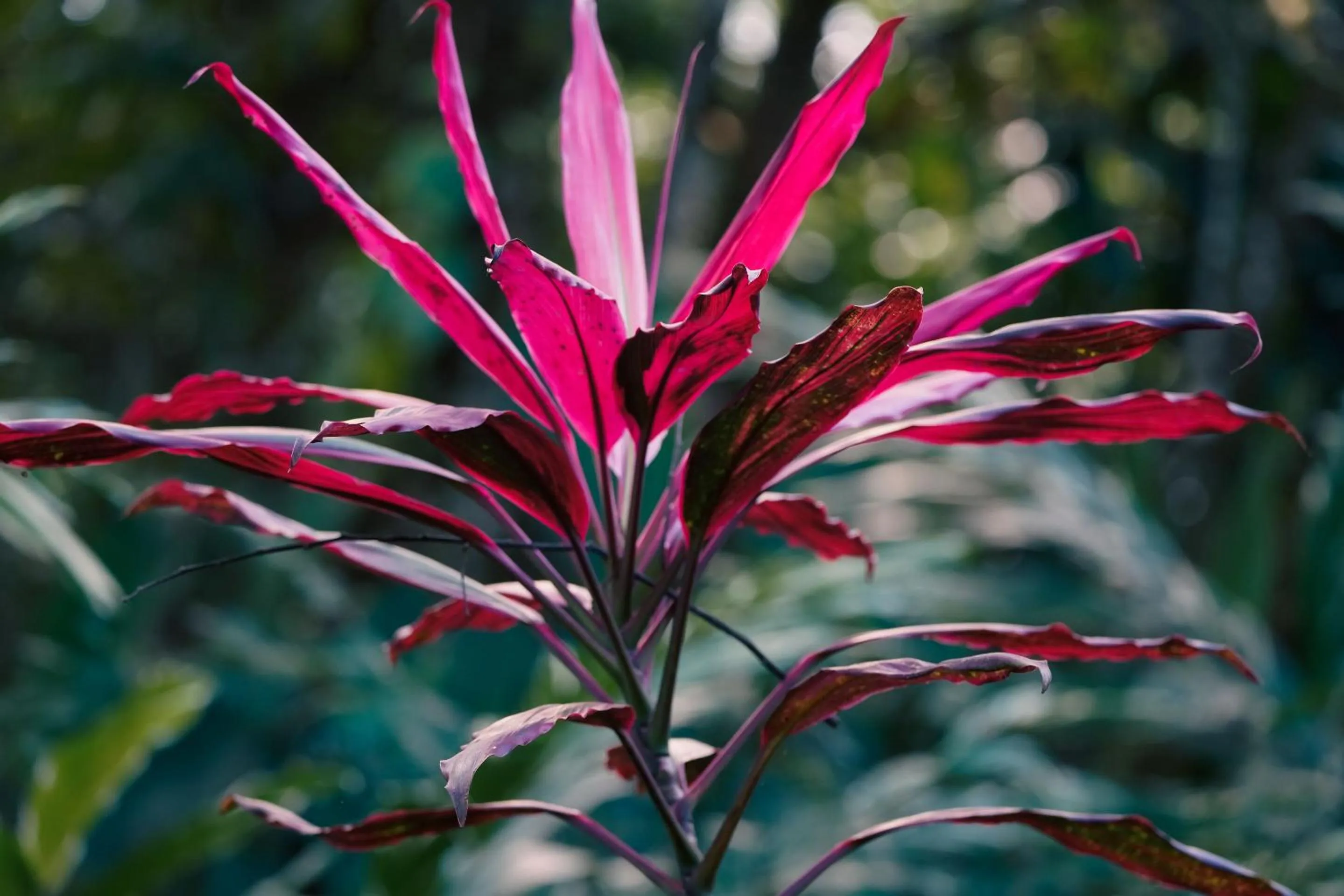 Natural landscape in Socialtel Red Frog