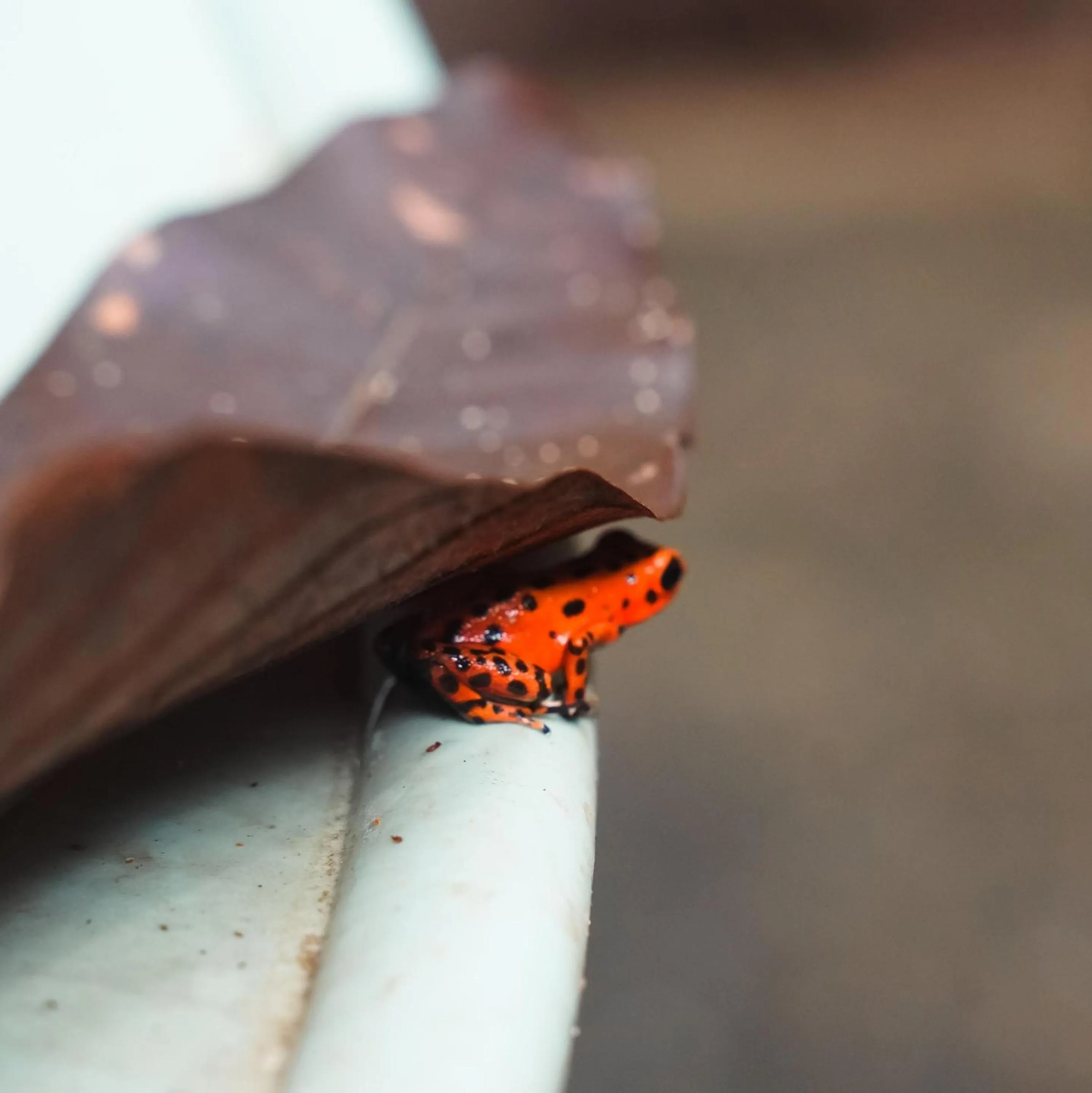 Animals in Socialtel Red Frog