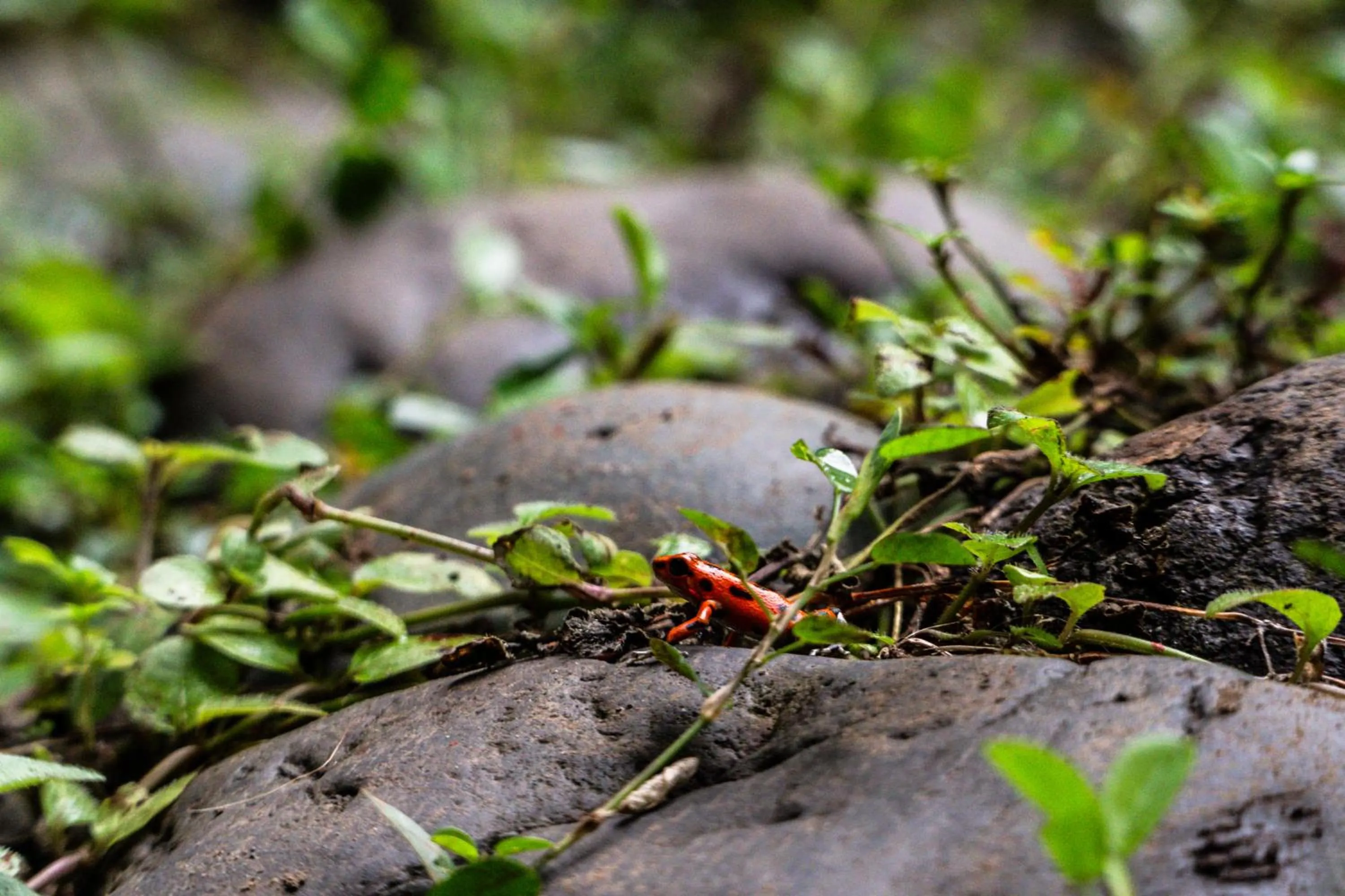 Natural landscape in Socialtel Red Frog