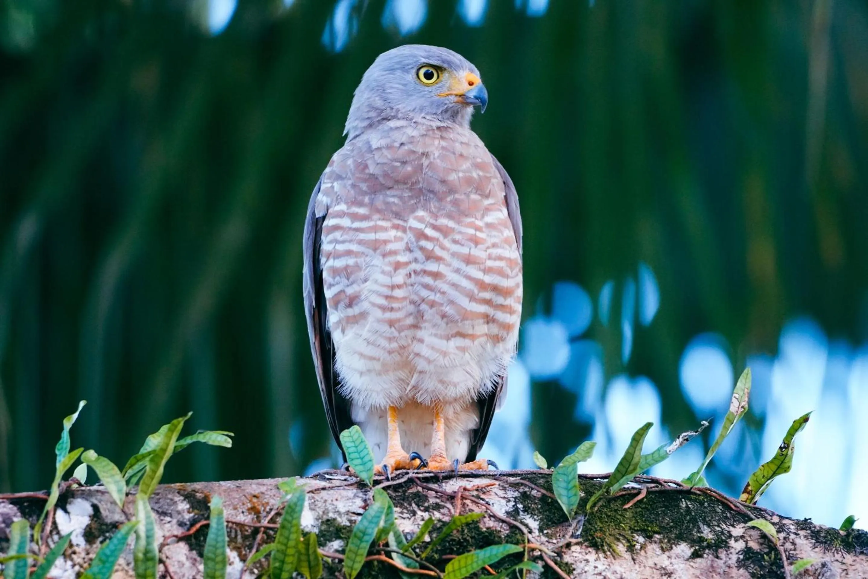 Animals in Socialtel Red Frog