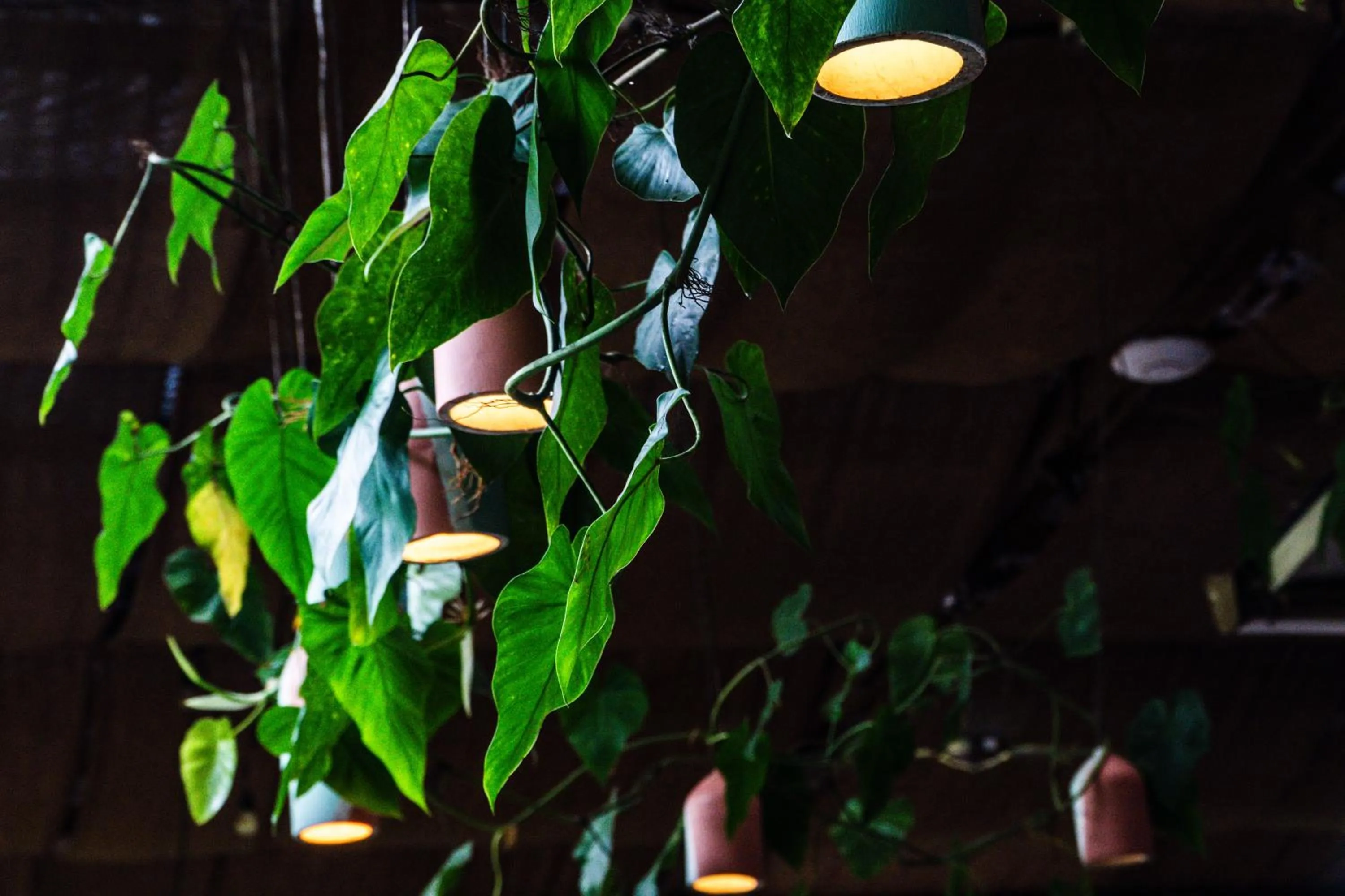 Natural landscape in Socialtel Red Frog