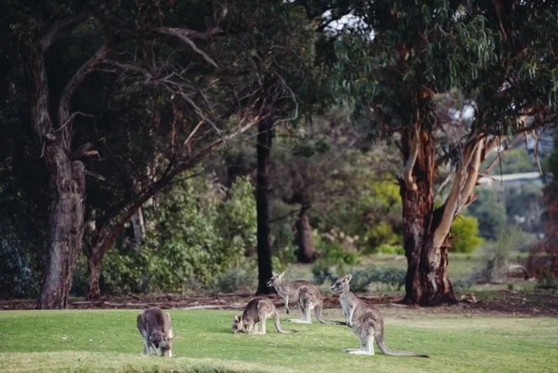 Beach in TorquayToongahra BnB