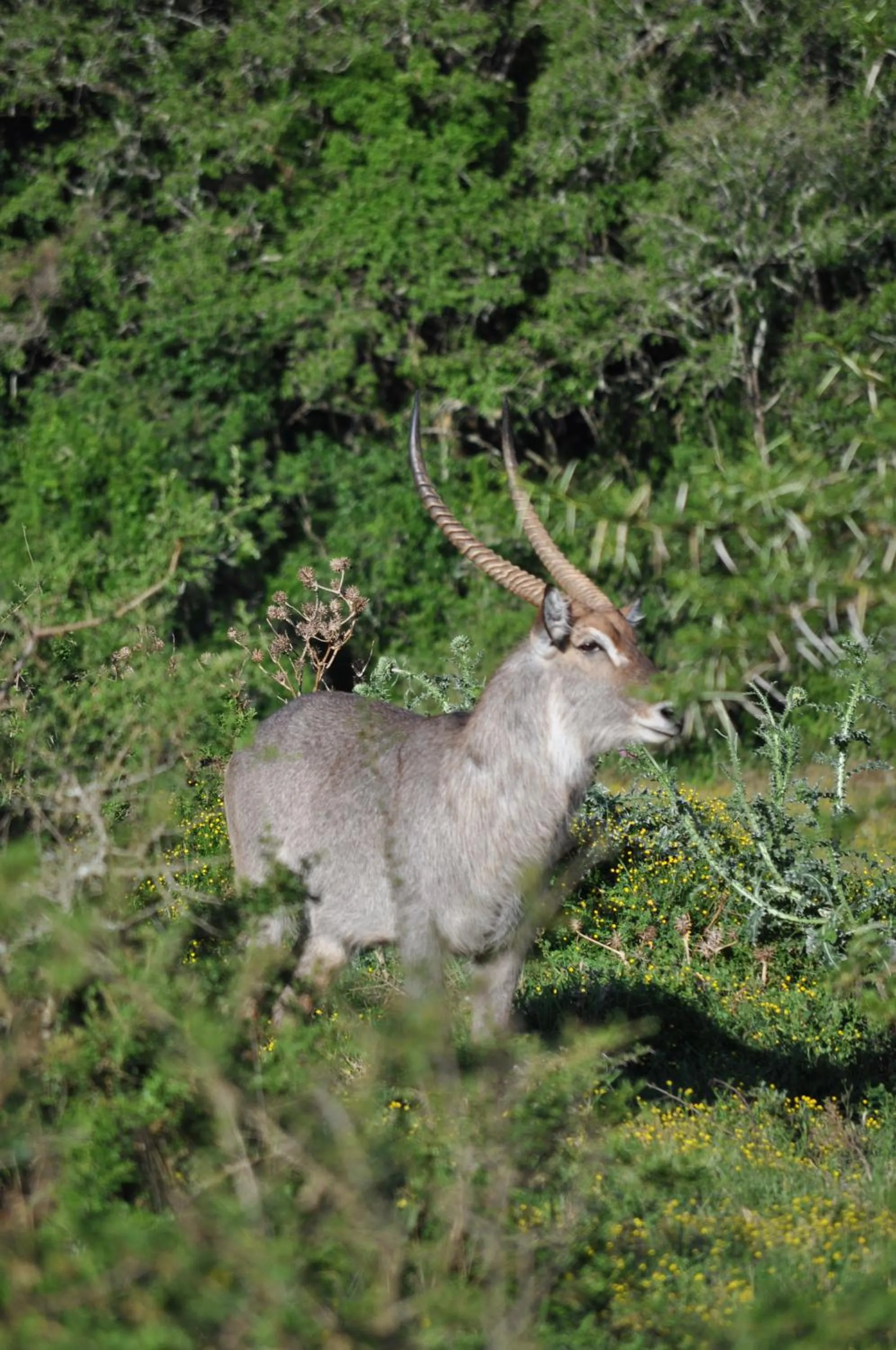 Animals in Hopewell Private Game Reserve