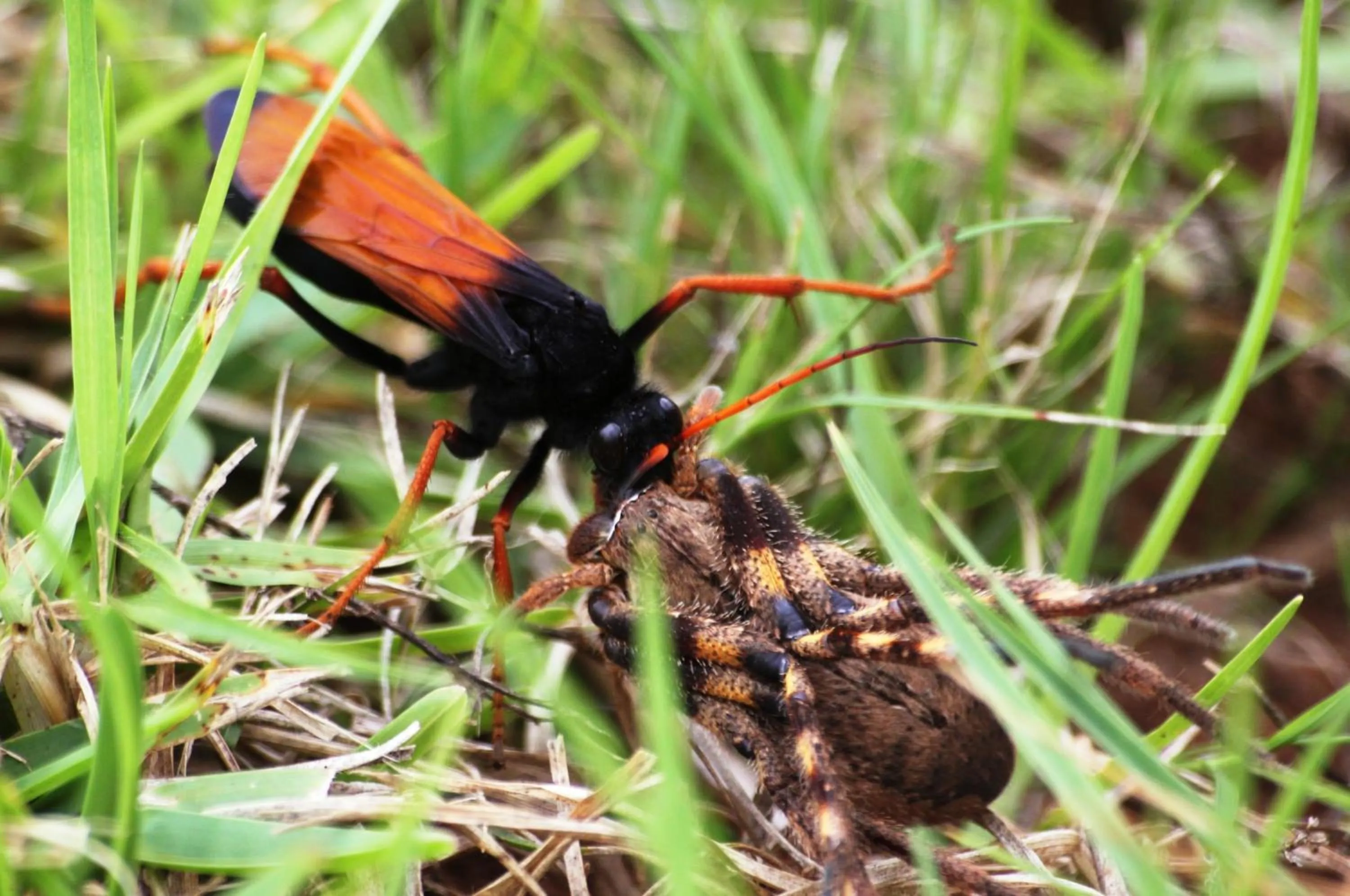 Animals in Hopewell Private Game Reserve