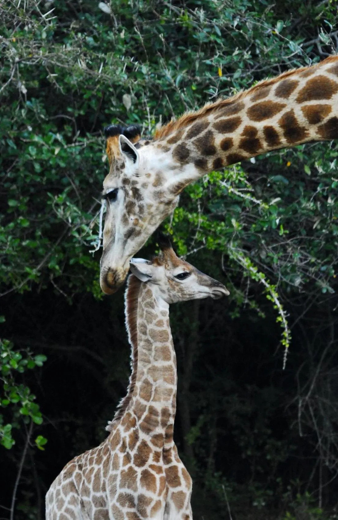 Animals in Hopewell Private Game Reserve