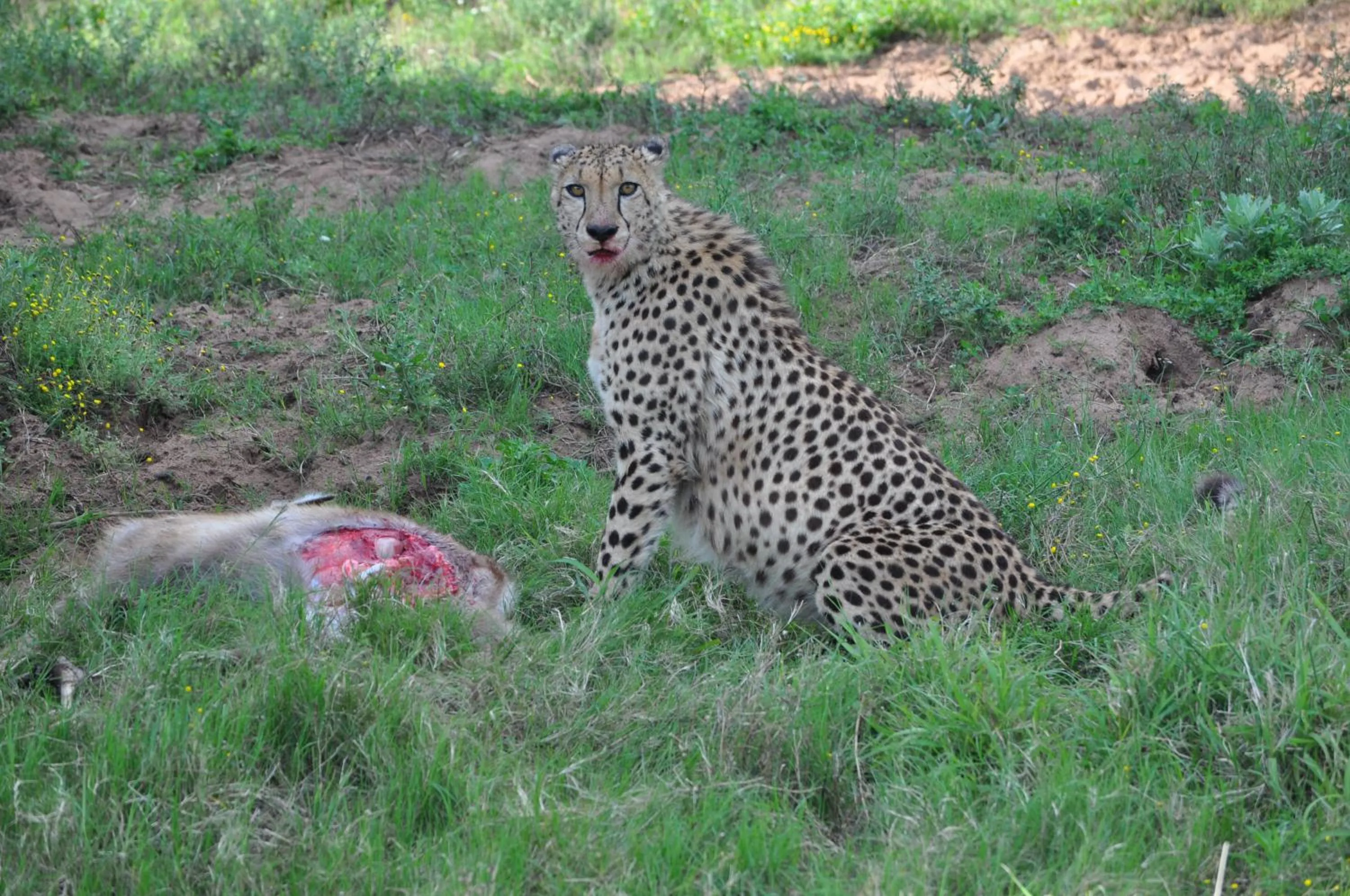 Animals in Hopewell Private Game Reserve