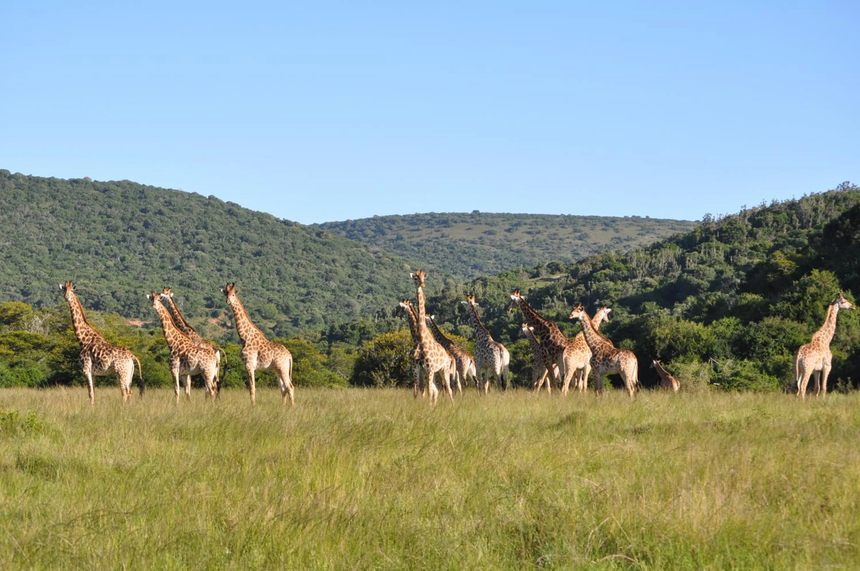 Animals in Hopewell Private Game Reserve