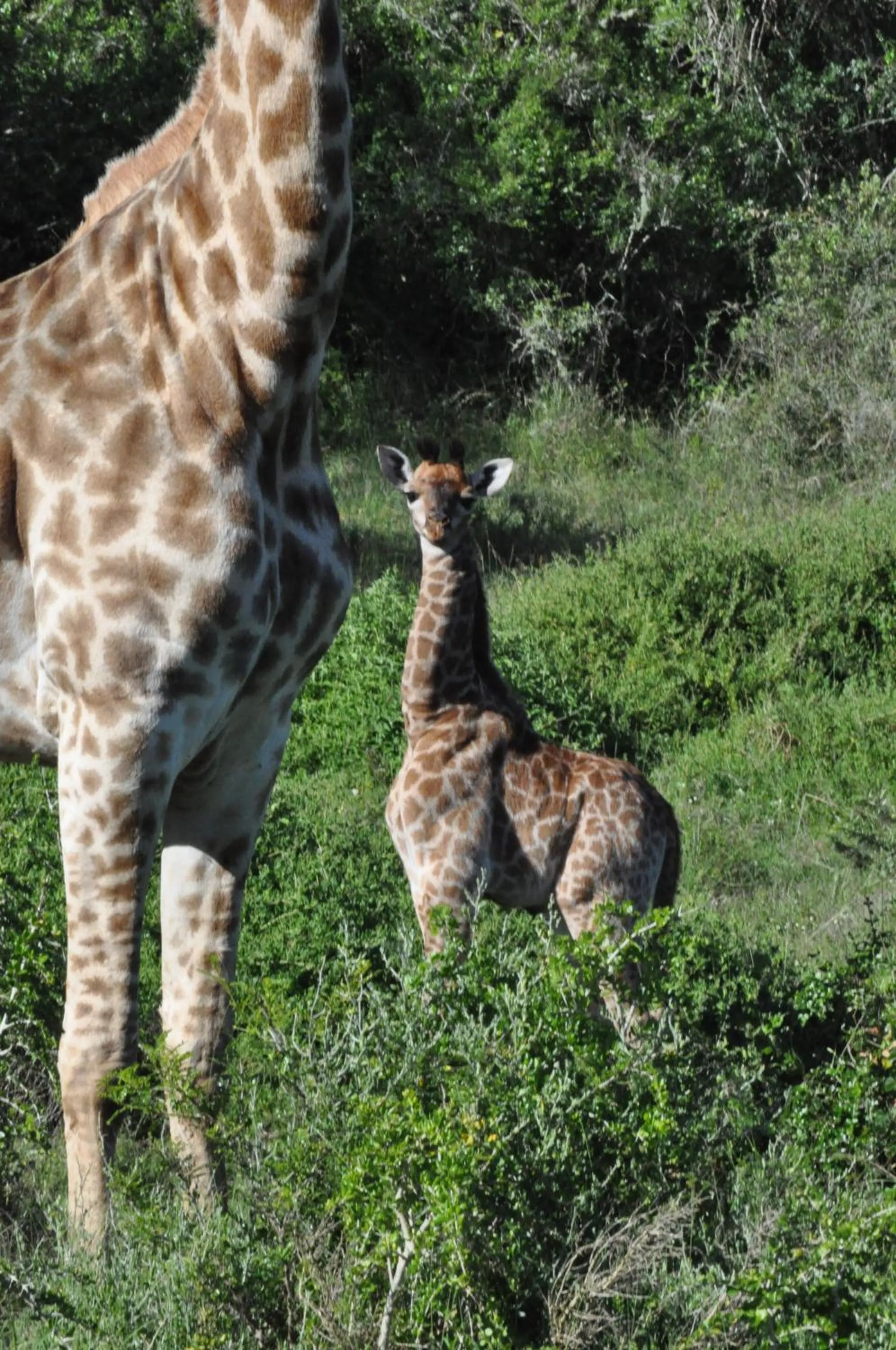 Animals in Hopewell Private Game Reserve