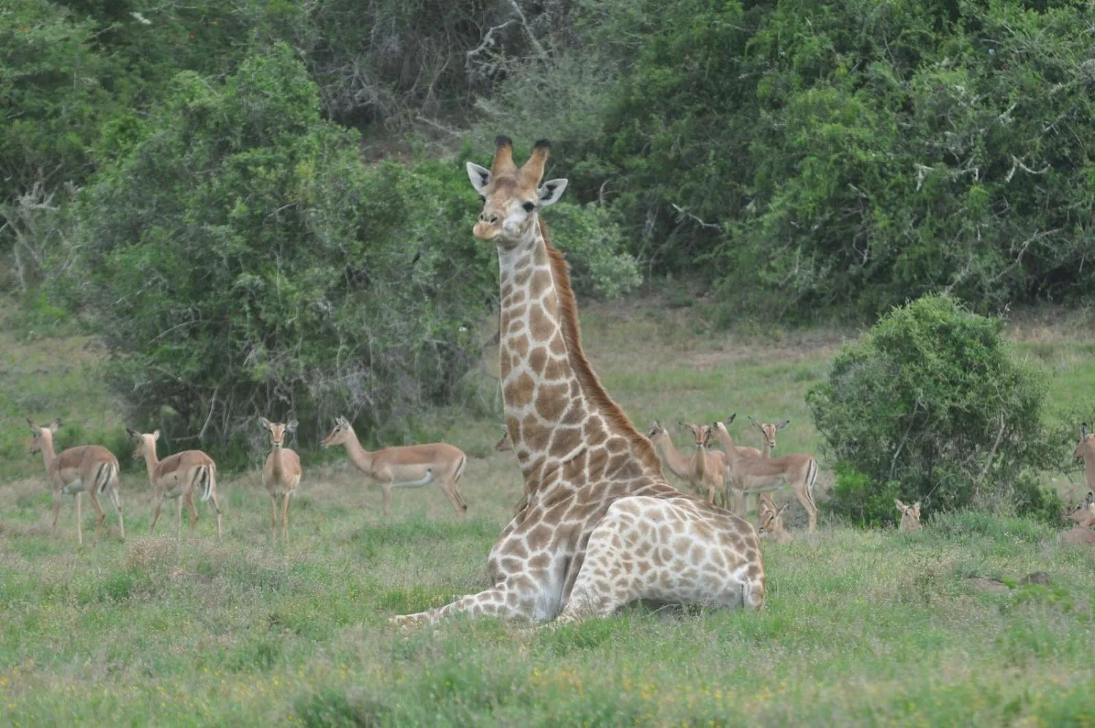 Hopewell Private Game Reserve
