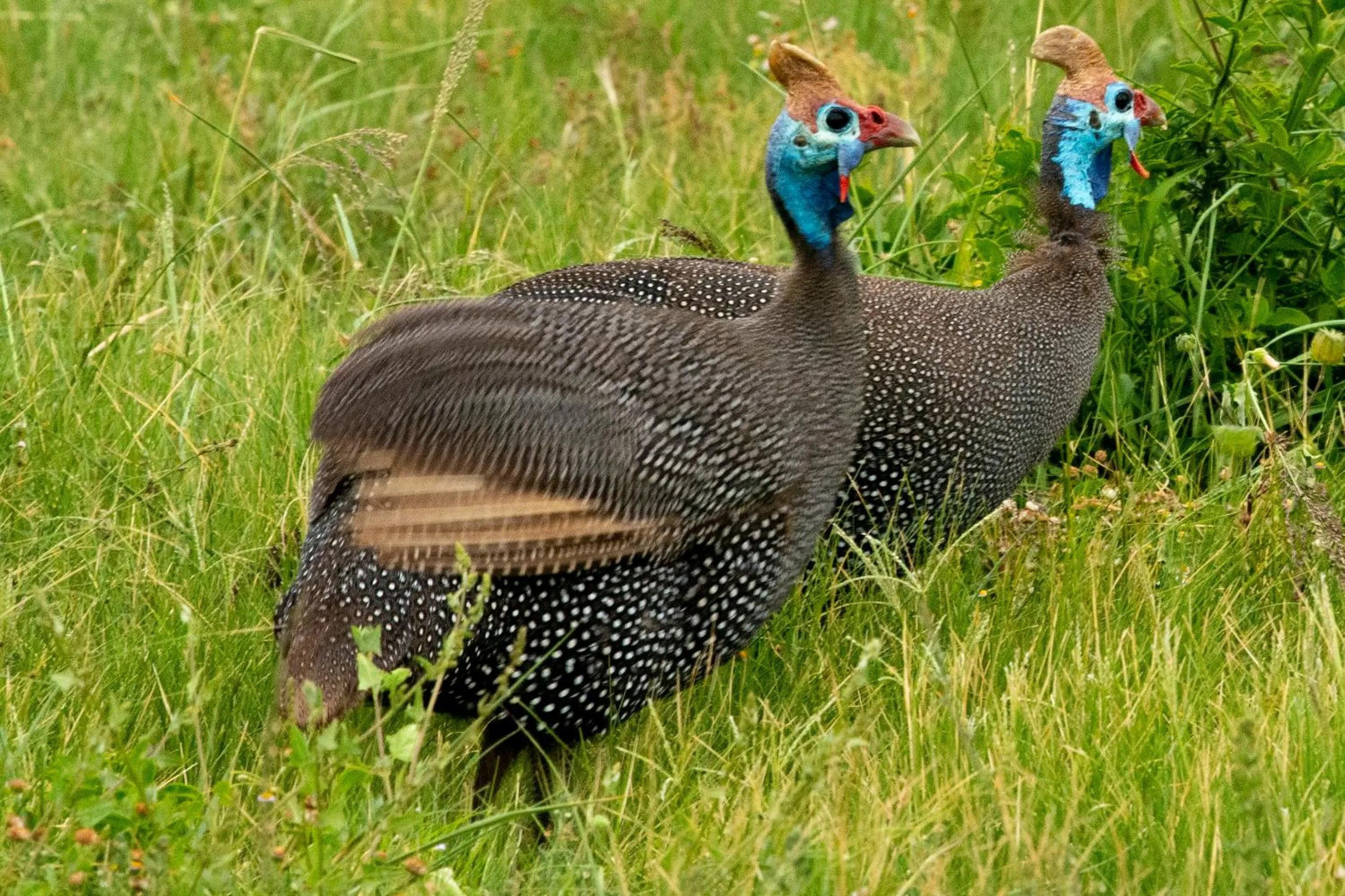 Hopewell Private Game Reserve