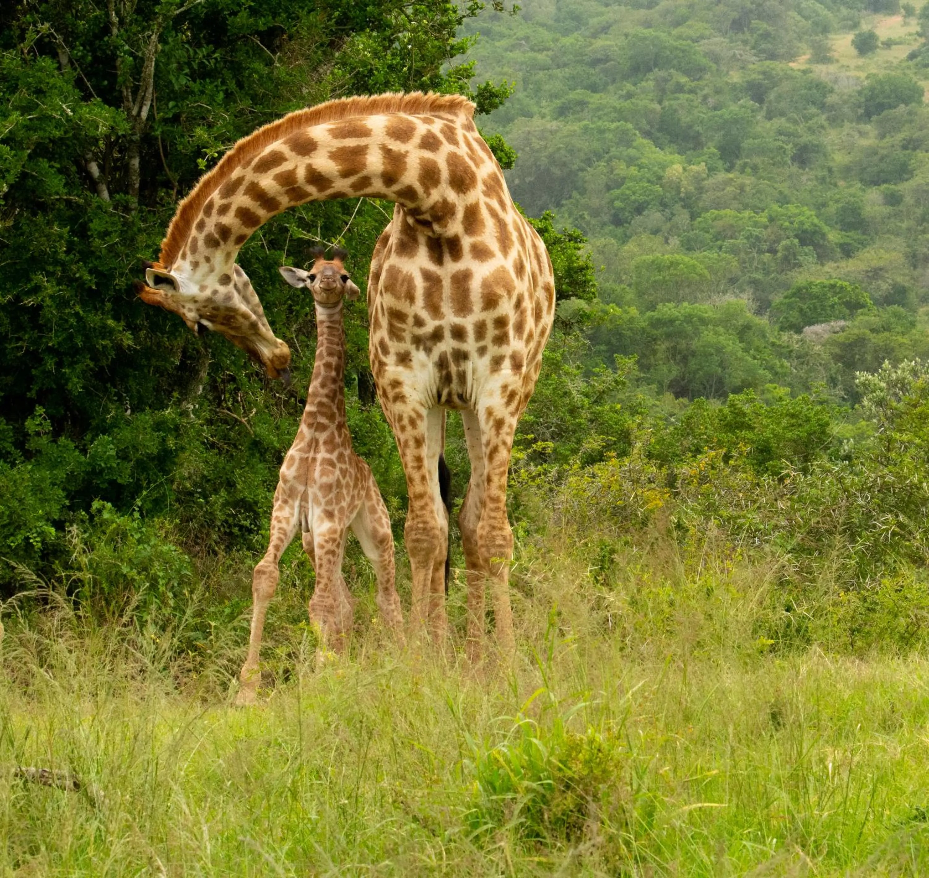 Hopewell Private Game Reserve