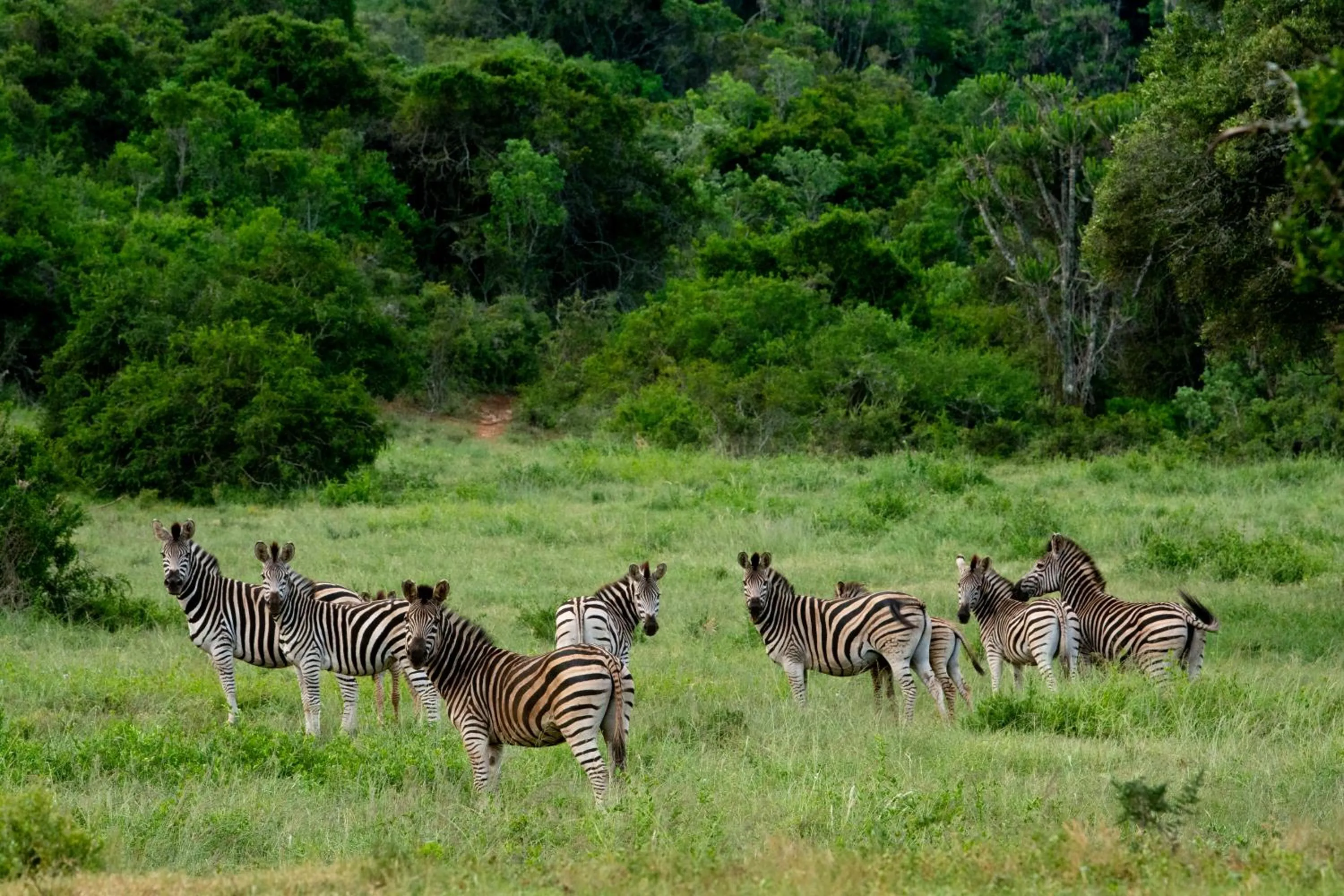 Hopewell Private Game Reserve