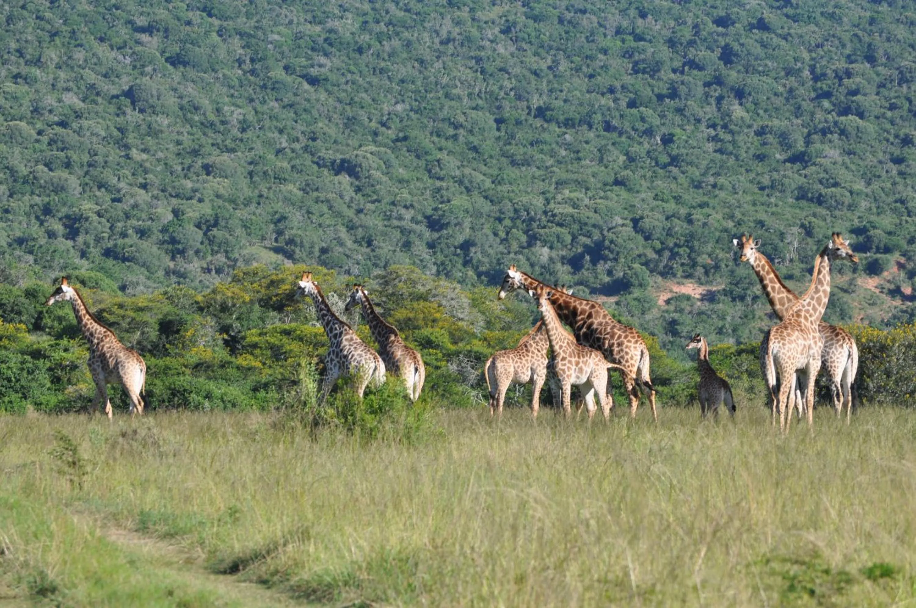 Animals in Hopewell Private Game Reserve