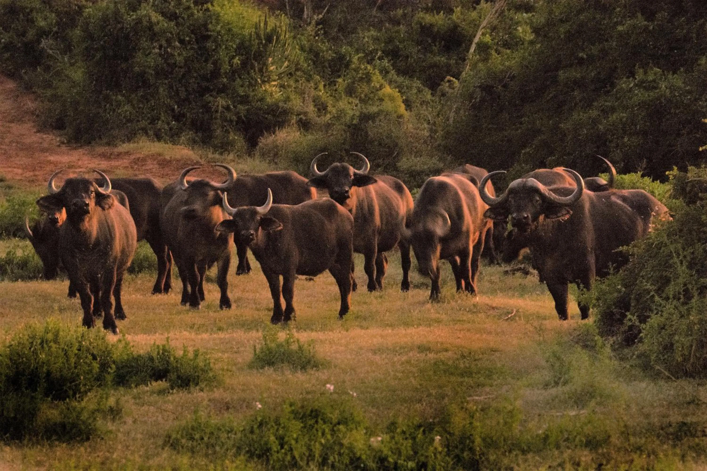 Hopewell Private Game Reserve