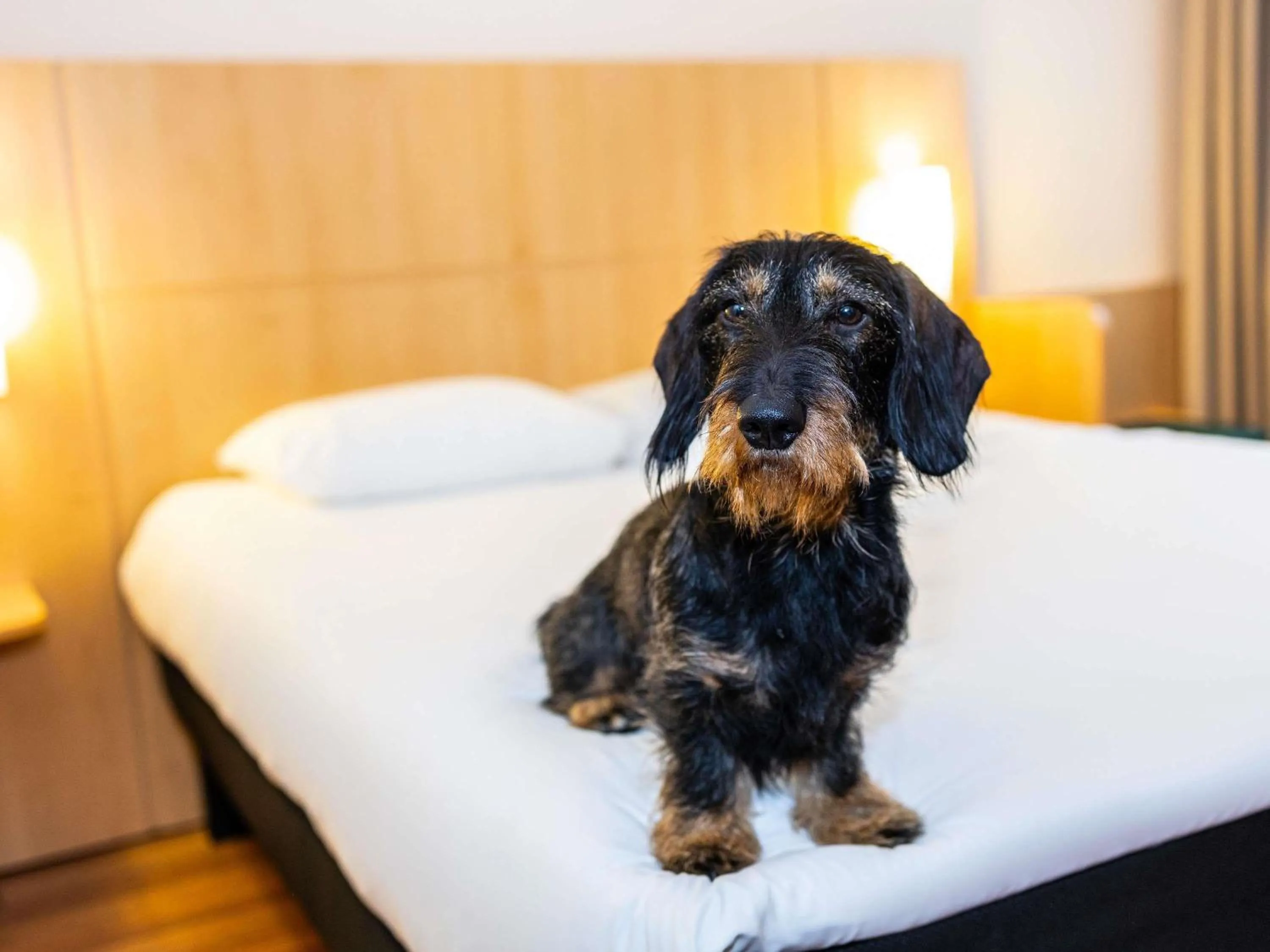 Other, Bed in ibis Antwerpen Centrum