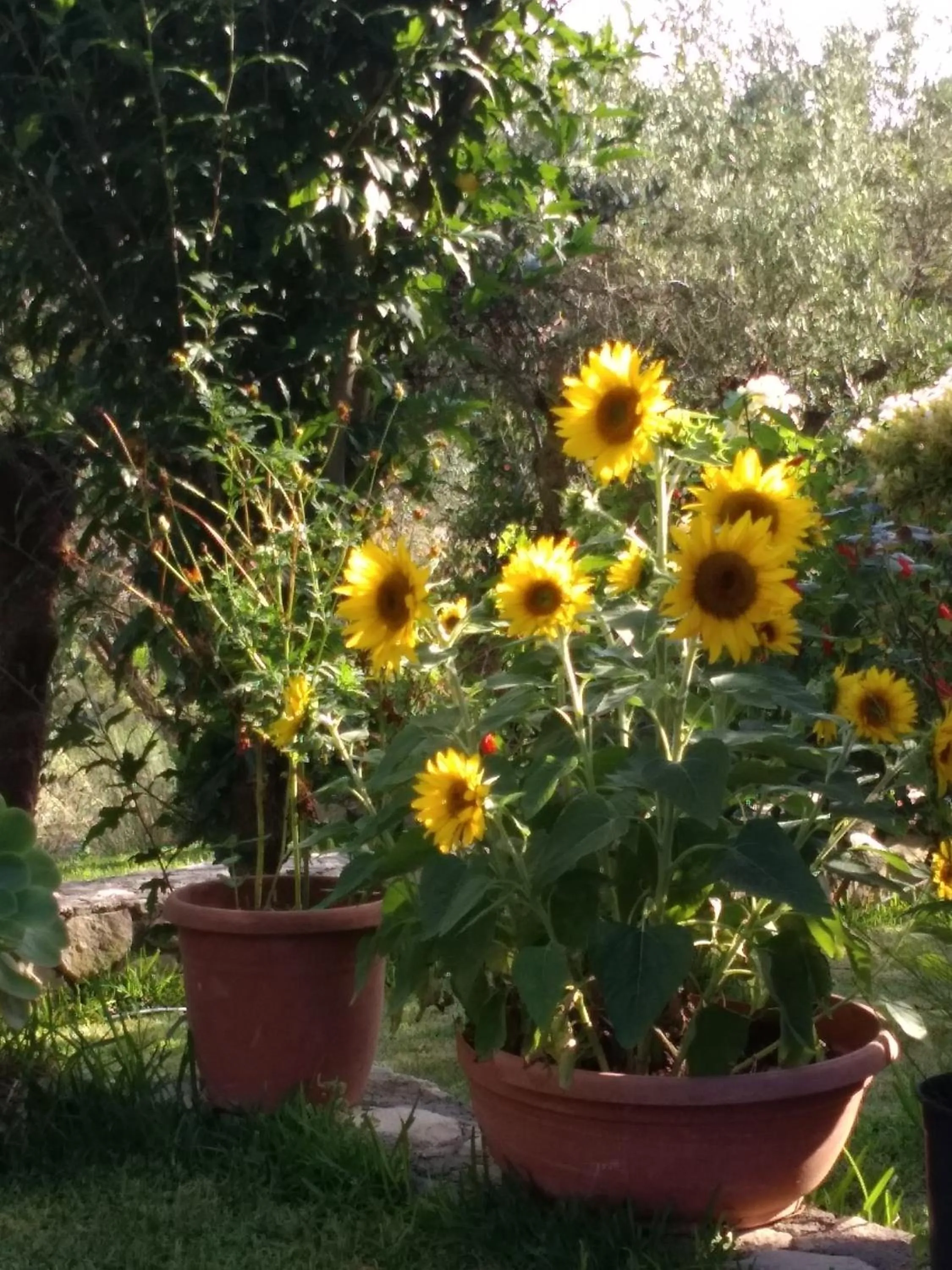 Garden in Volidiera Guesthouse
