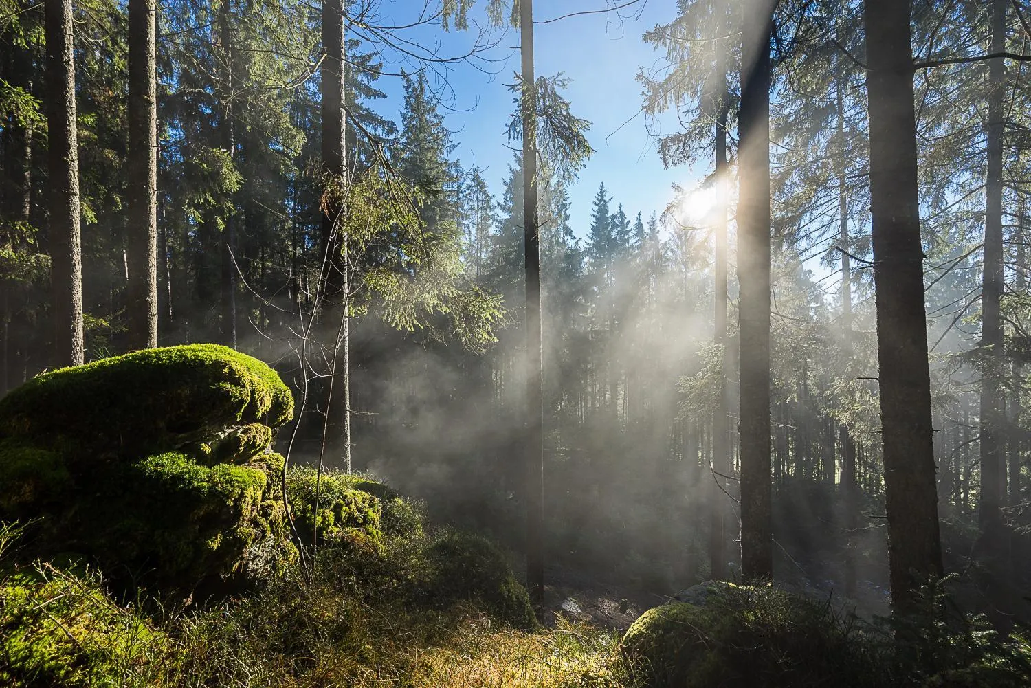 Area and facilities in Pension am Waldesrand