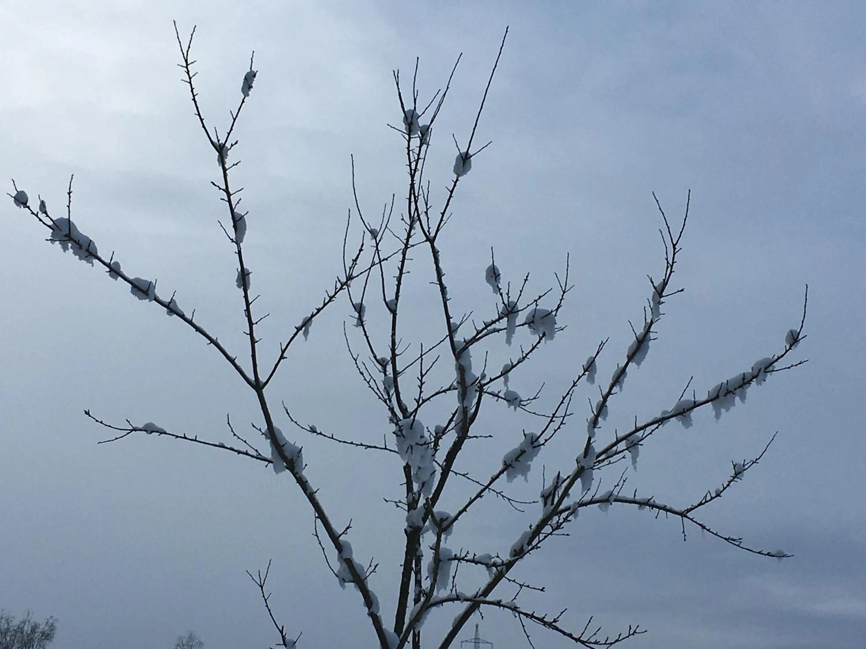 Garden view in Pension am Waldesrand