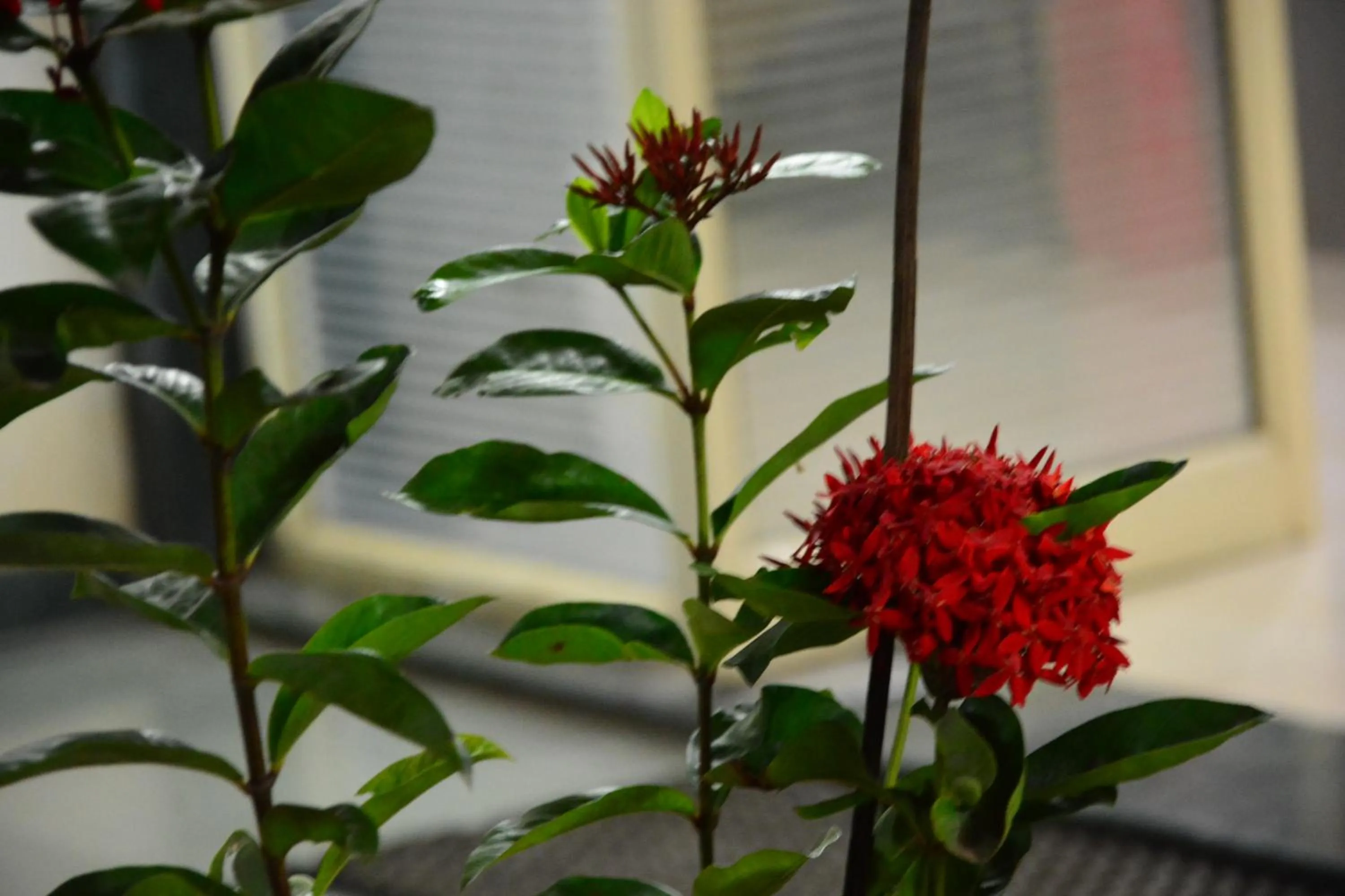 Garden view in Hotel Sai Vishwa