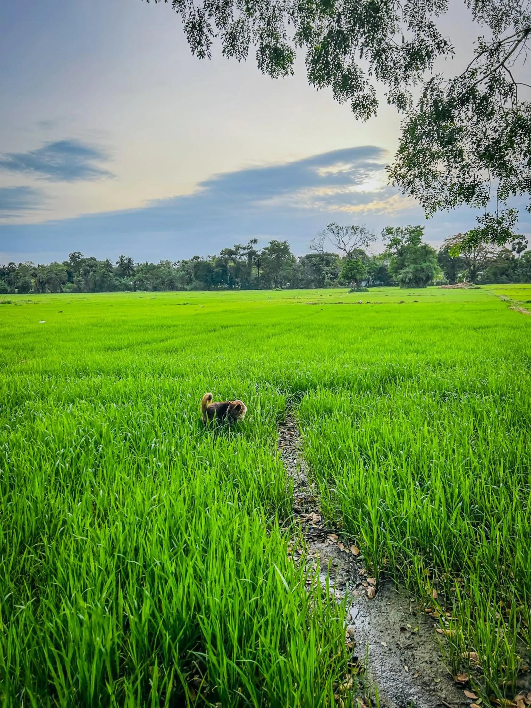 Ama Villa - Habarana