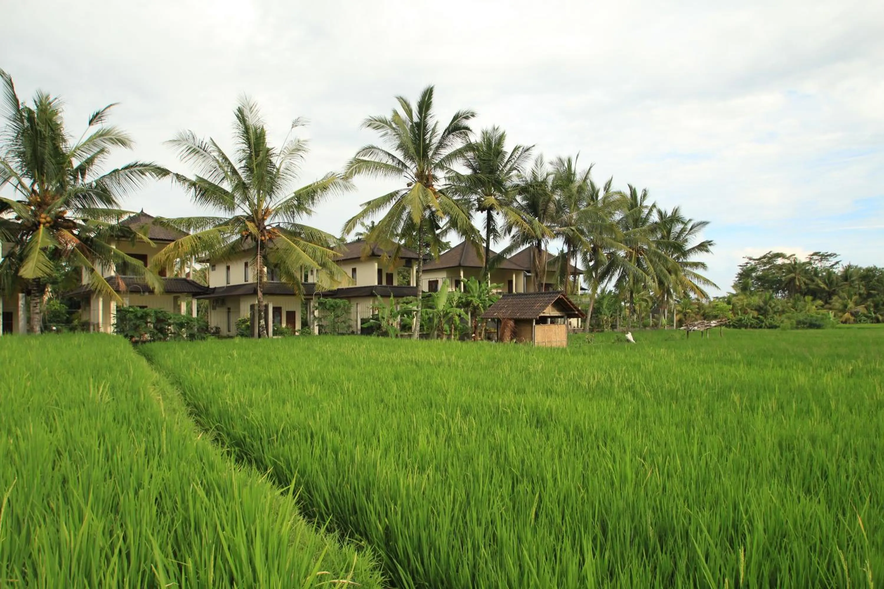 Neighbourhood in Uma Capung Mas Cottage