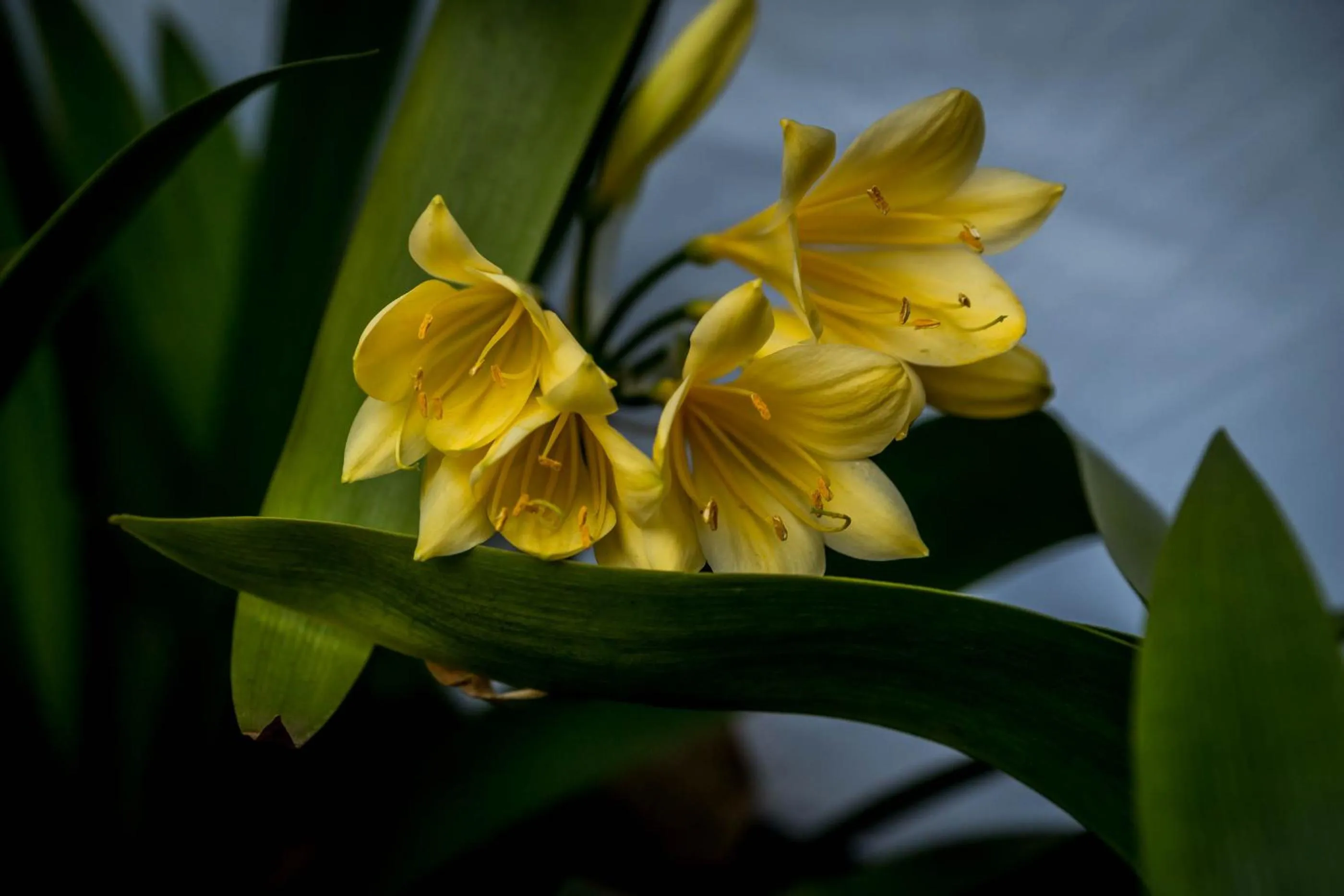 Spring in Hudson House