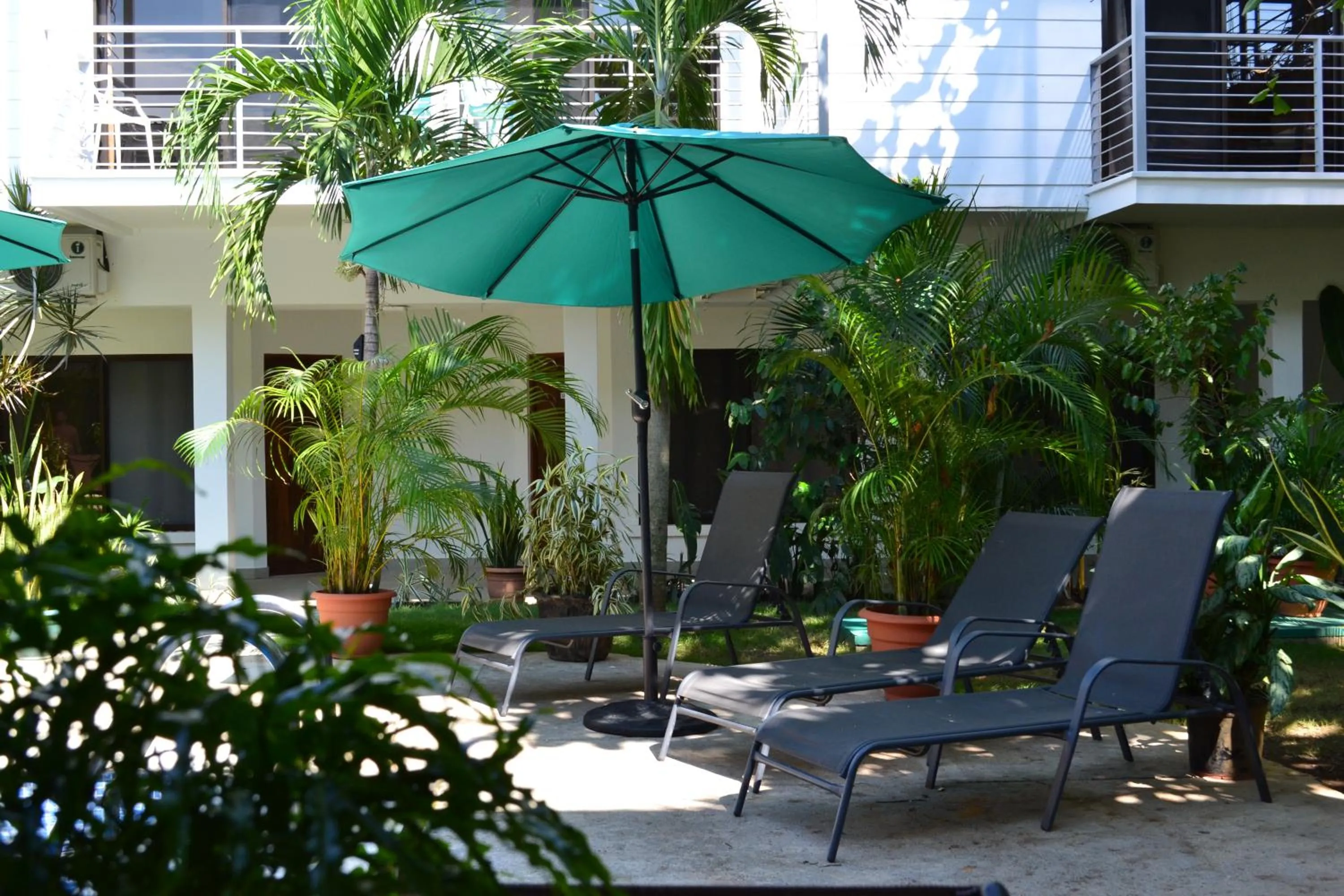 Day in Wide Mouth Frog Quepos