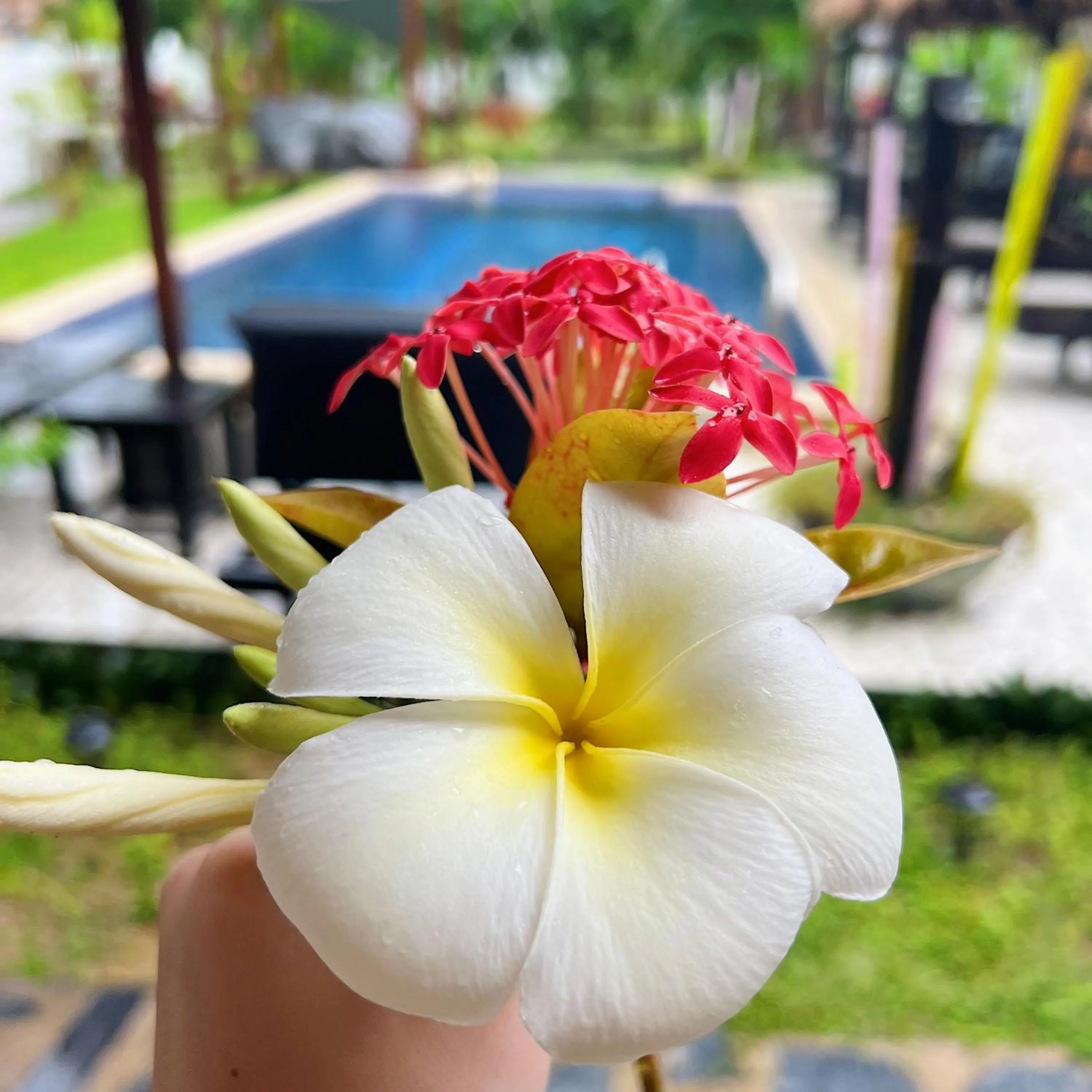 Swimming pool in Wirason Residence