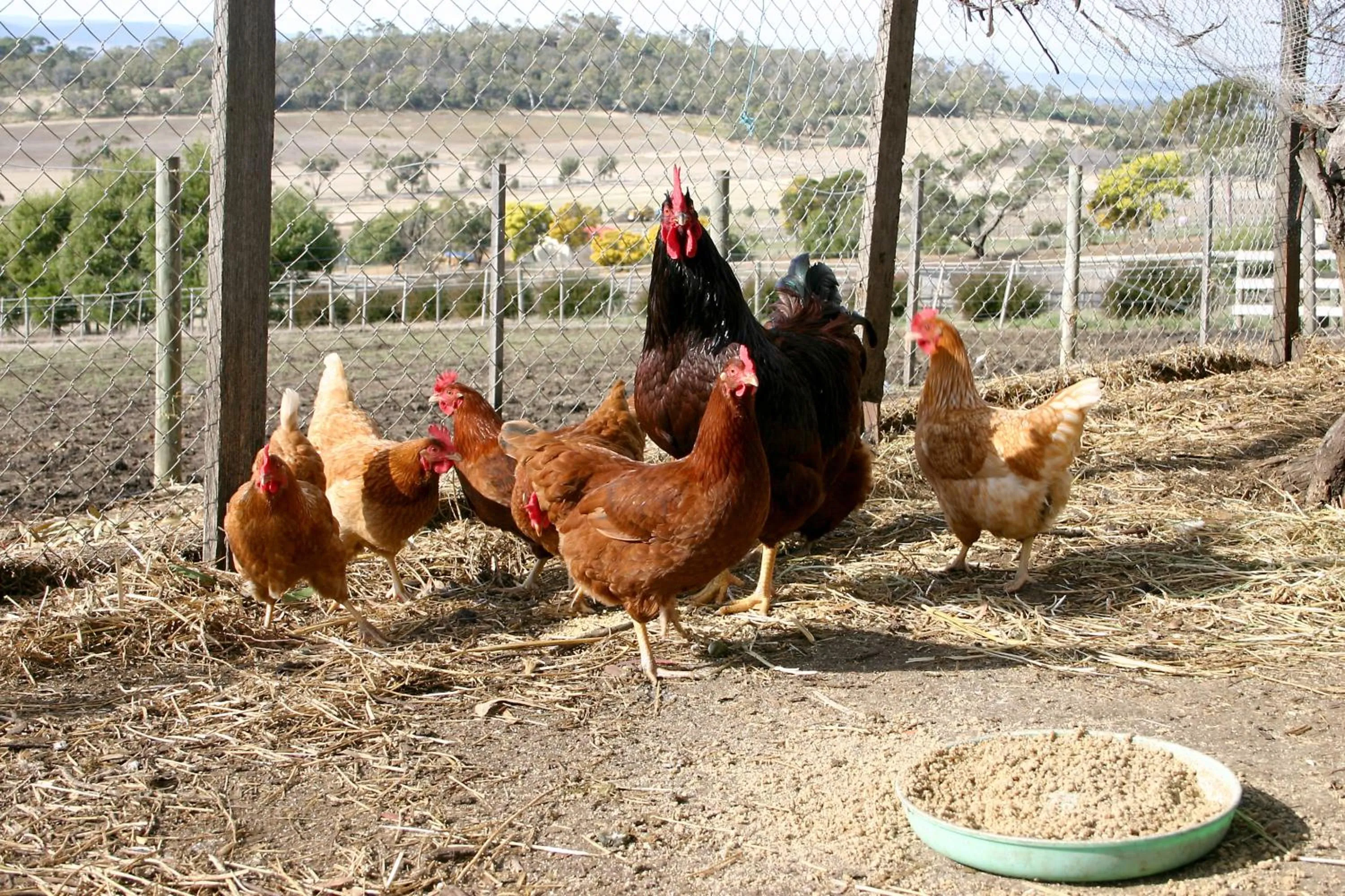 Animals in Cornwall Cottage