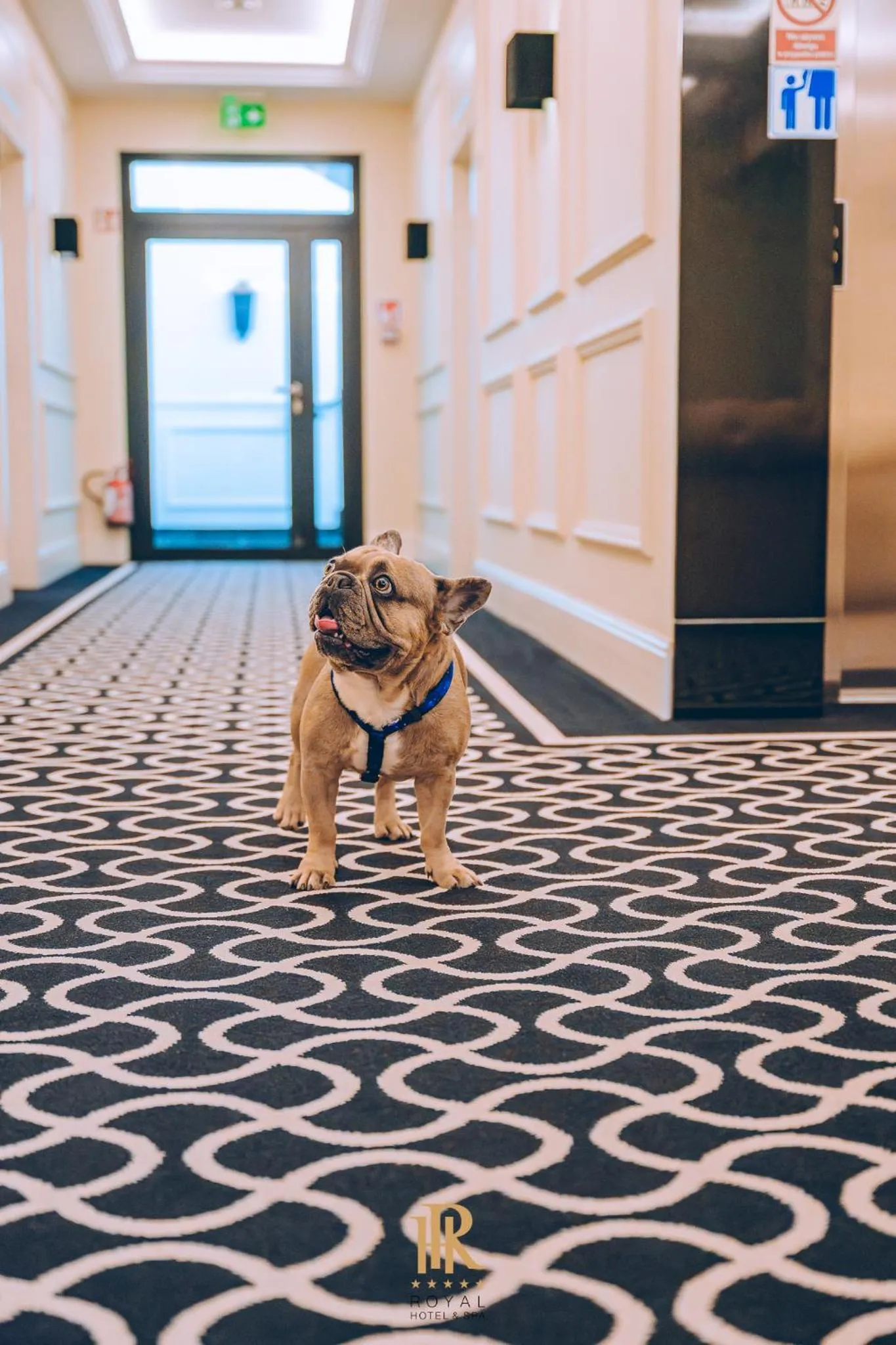 Pets in Hotel Royal & Spa