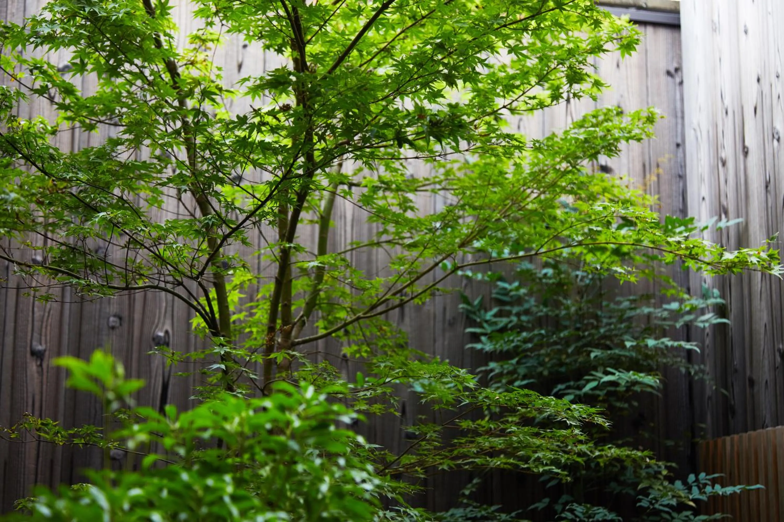 Garden view in 中之庵 -Nakano an-