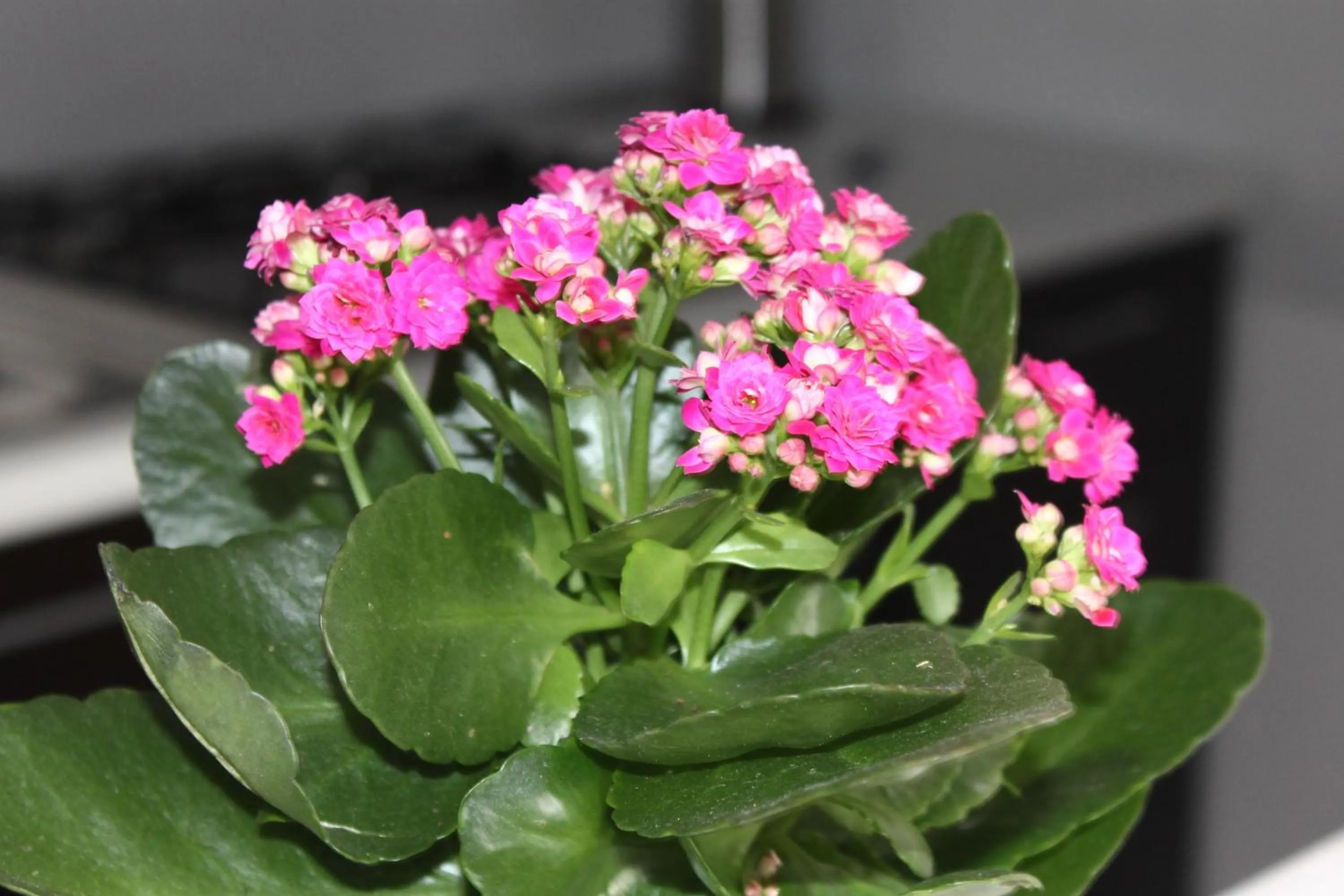 B&B La Torretta Chiaia