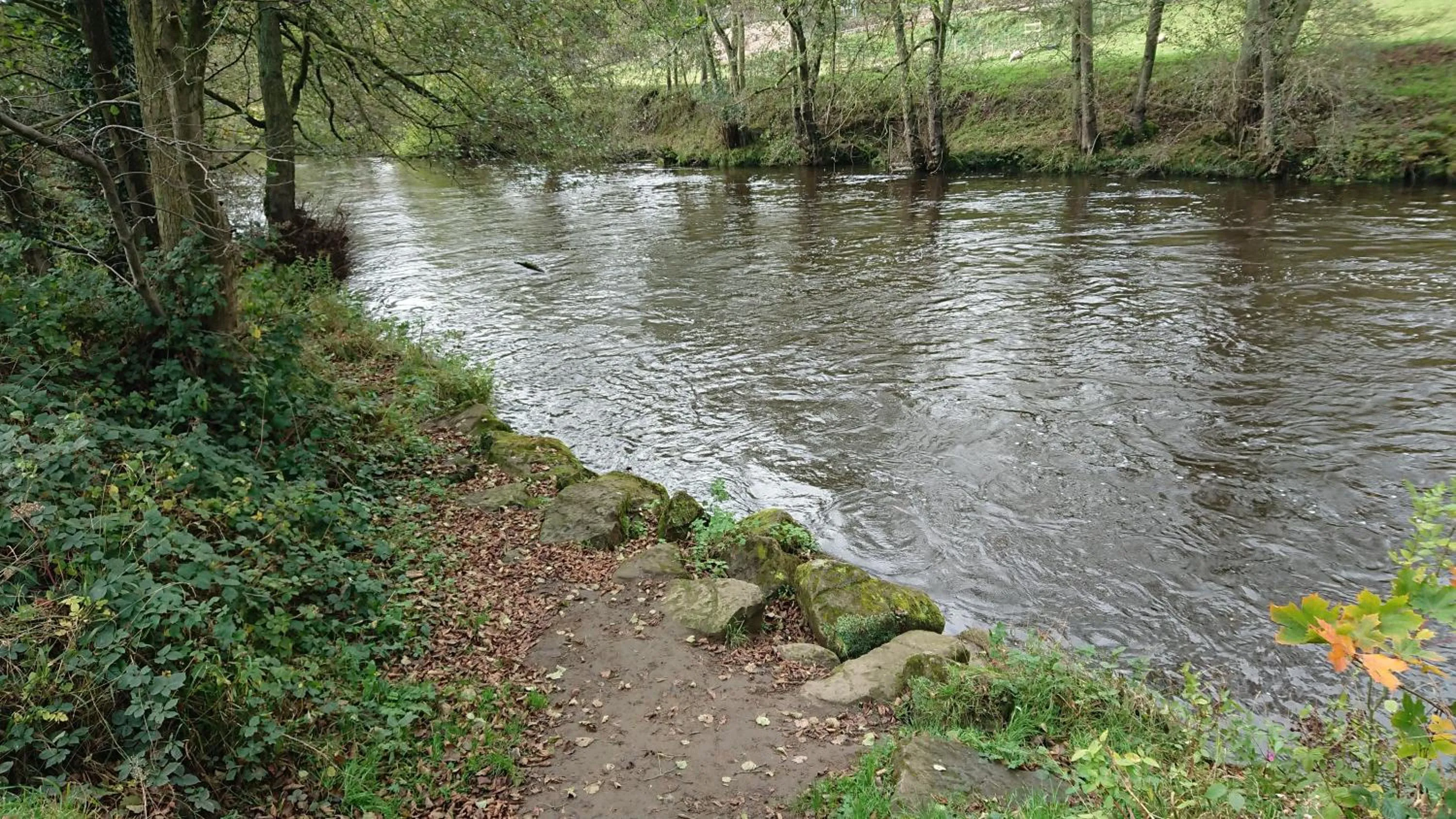 River view in The Family Tree