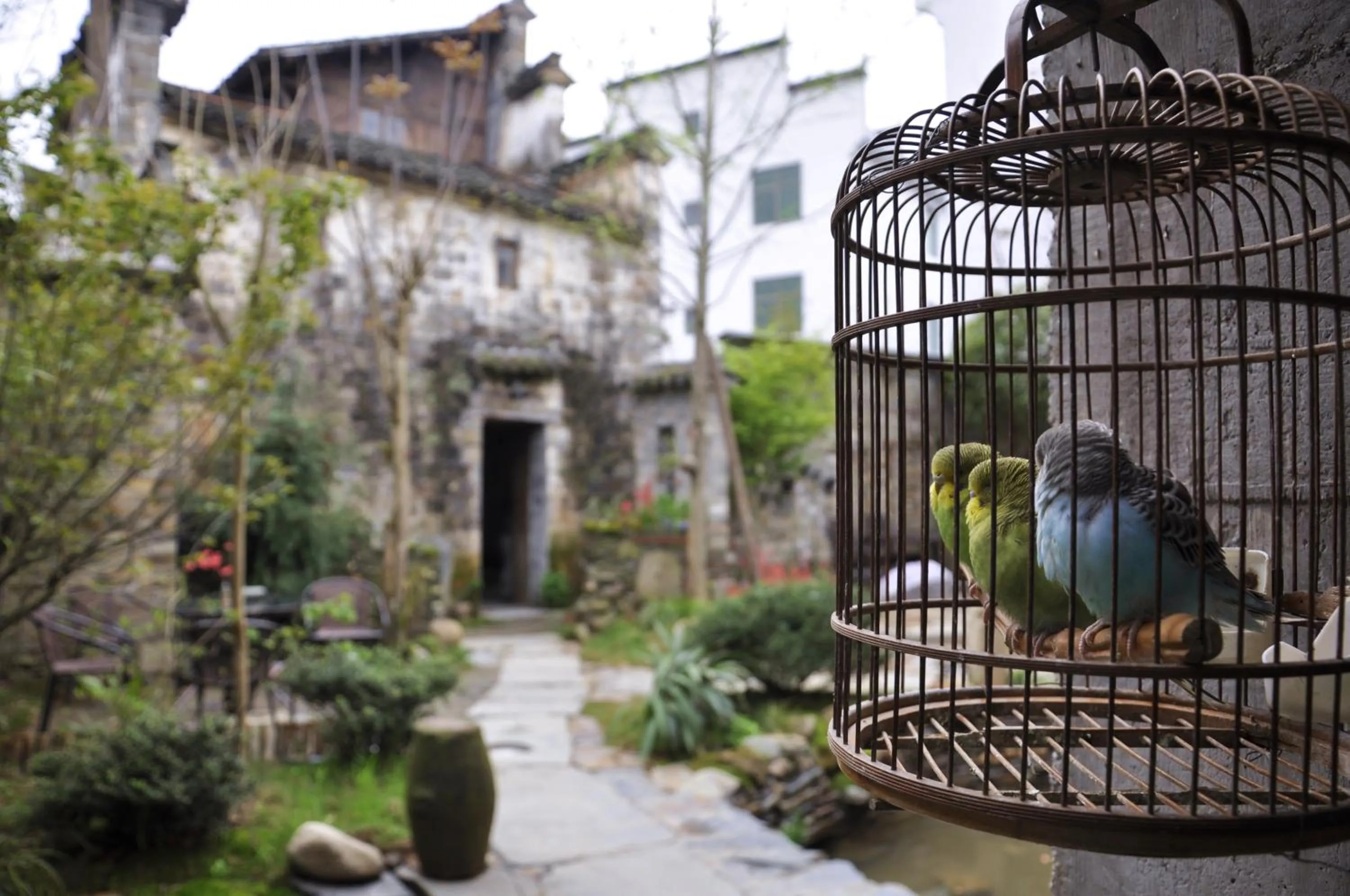 Pets in WuYuan QiYe YanXiang Guesthouse