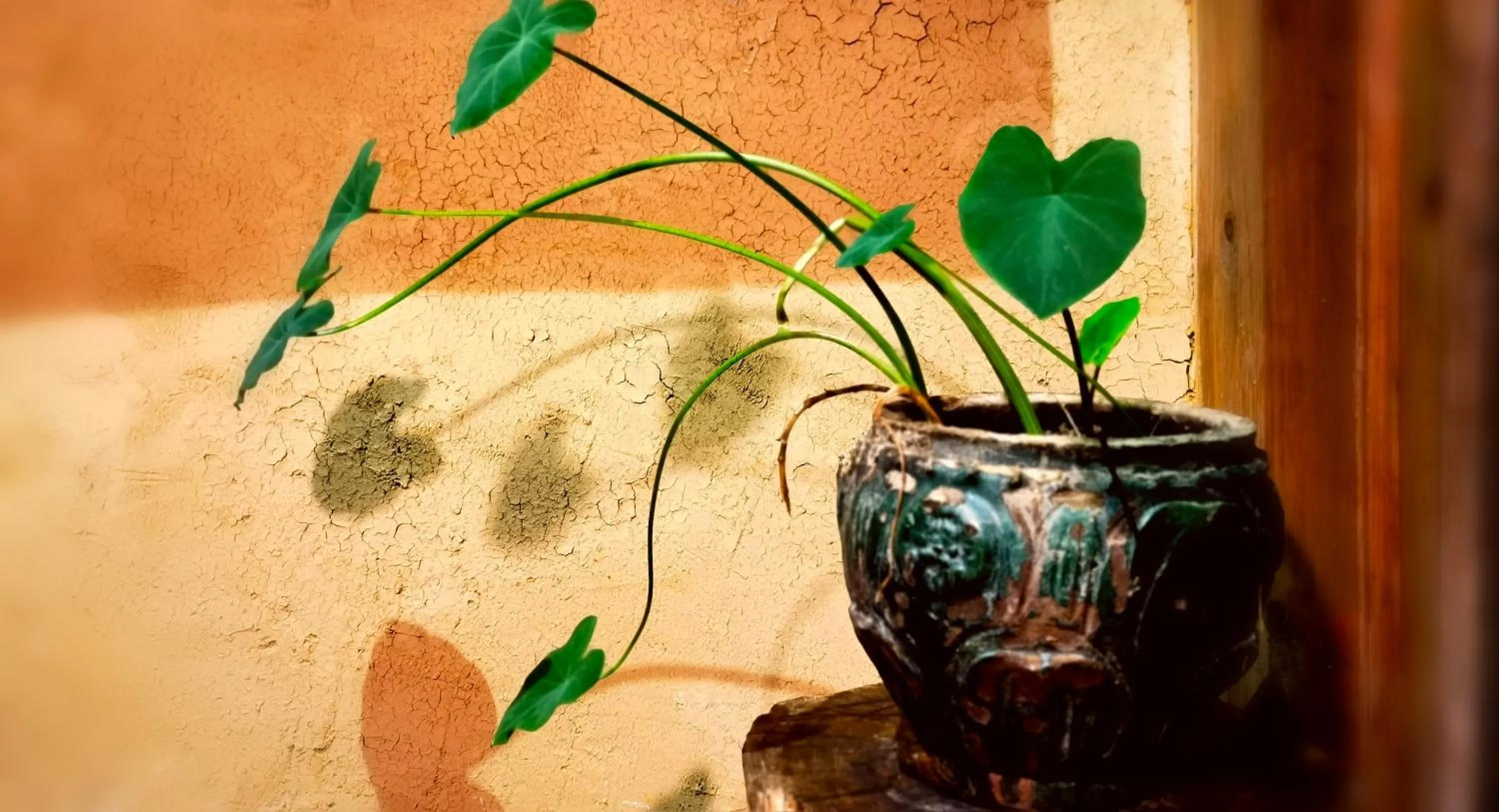 WuYuan QiYe YanXiang Guesthouse