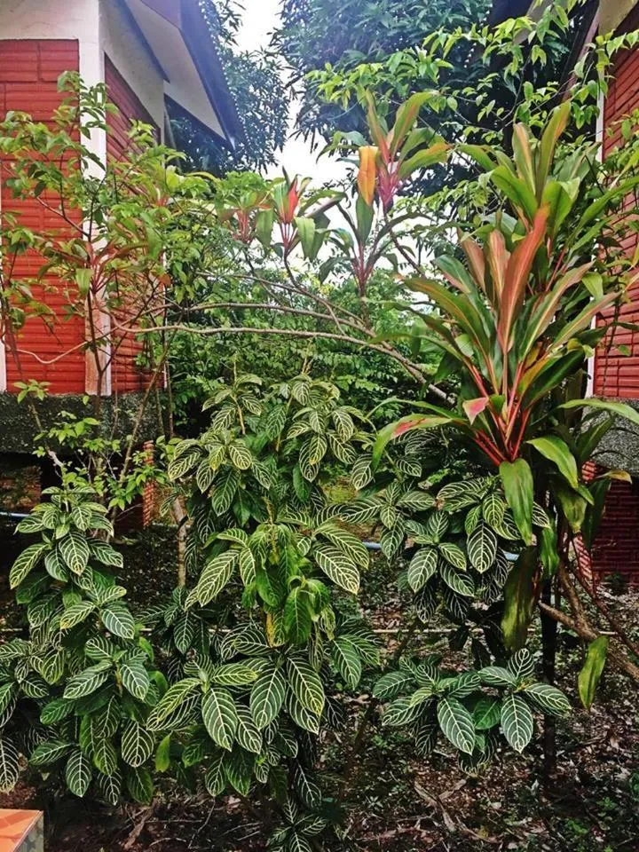 Garden in Lanta Queen Resort