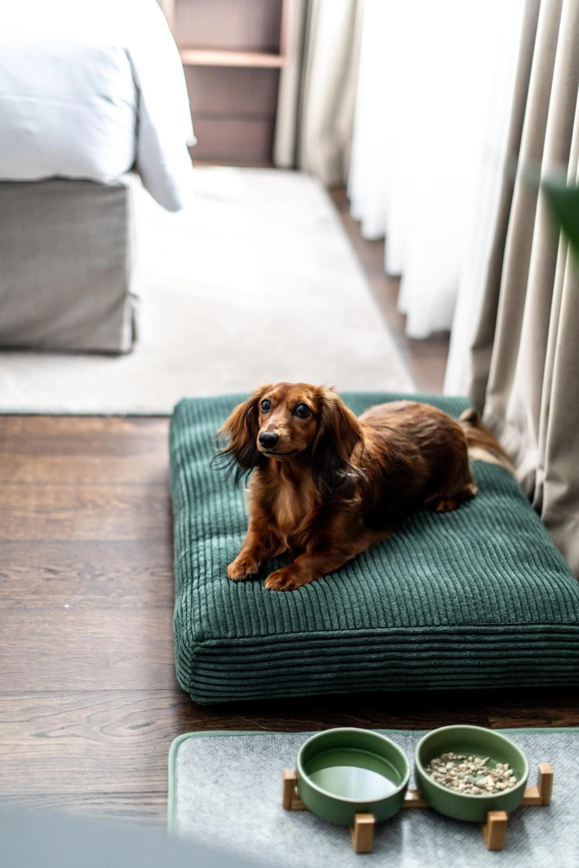 Animals in Le Louise Hotel Brussels - MGallery Collection