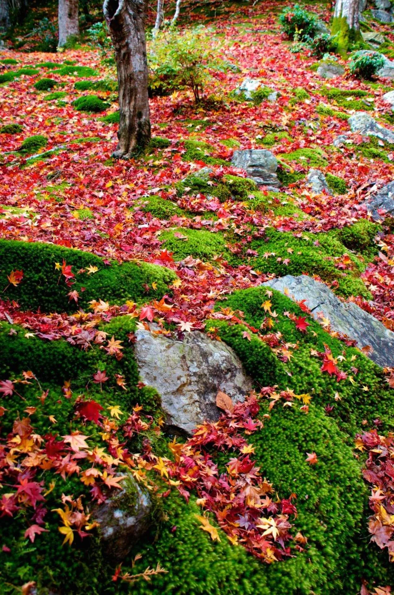 Off site in add-Hostel Uji Cha-gan-ju-tei