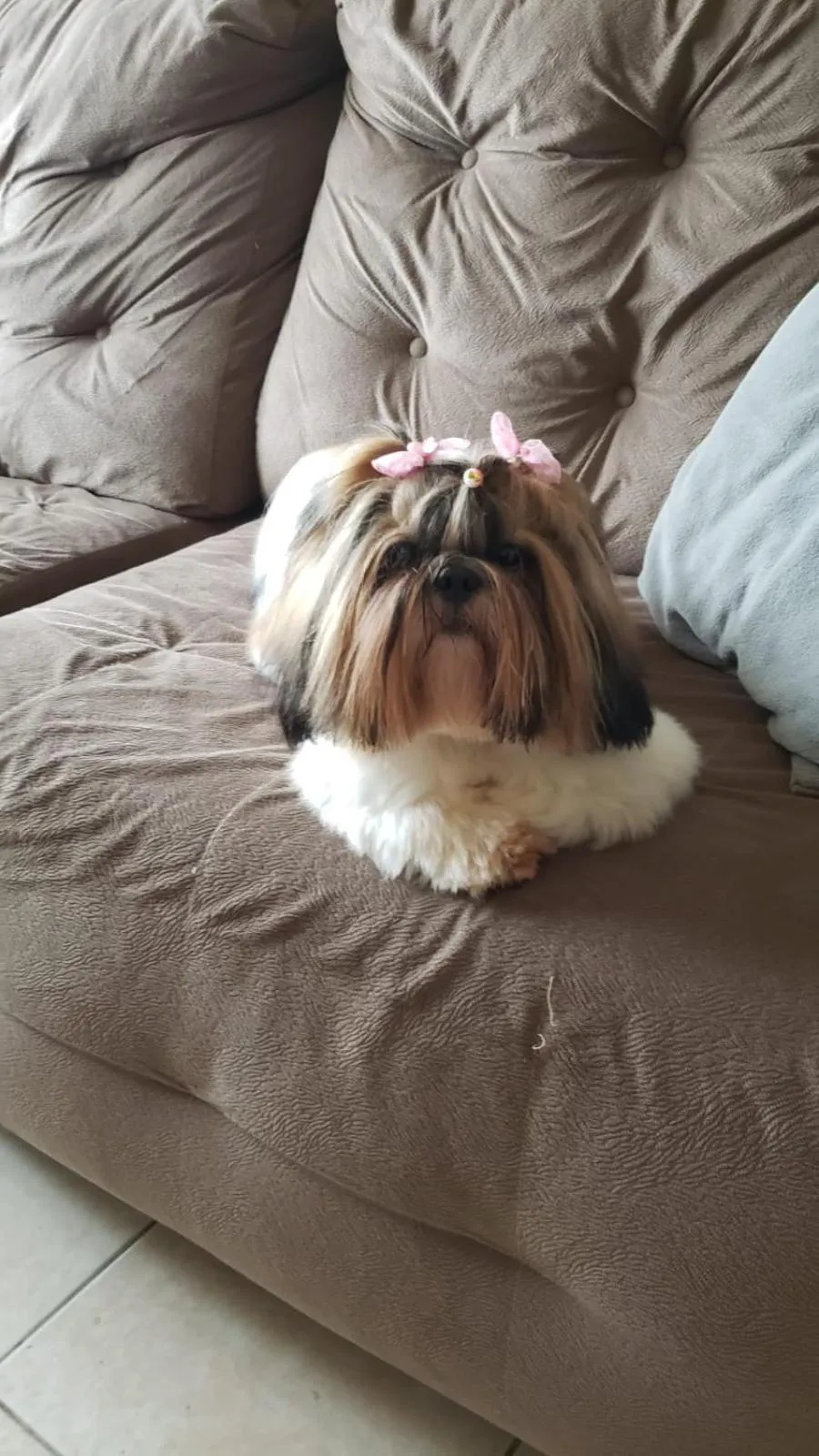 Pets in Center Hotel