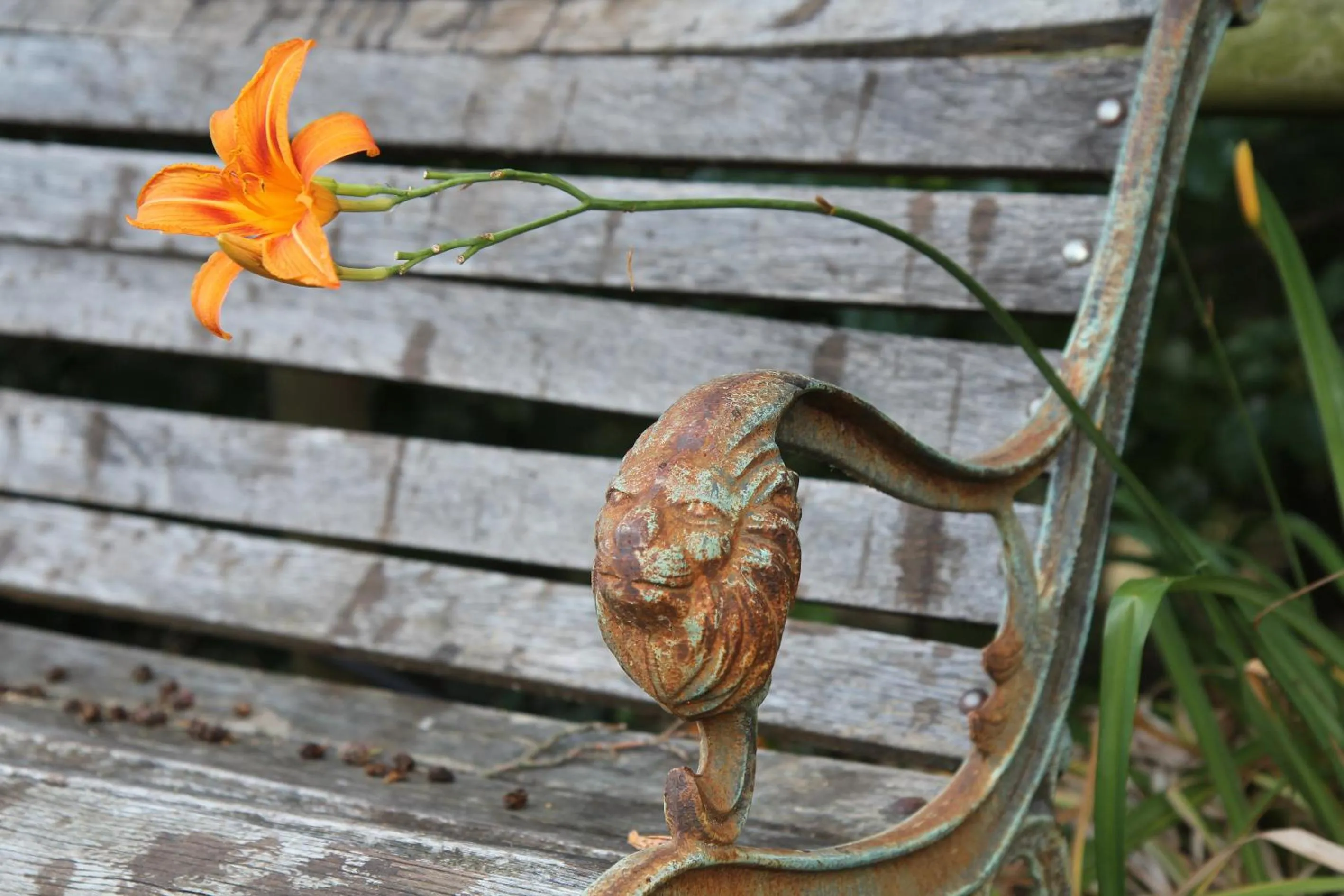 Garden in Brojo Hill