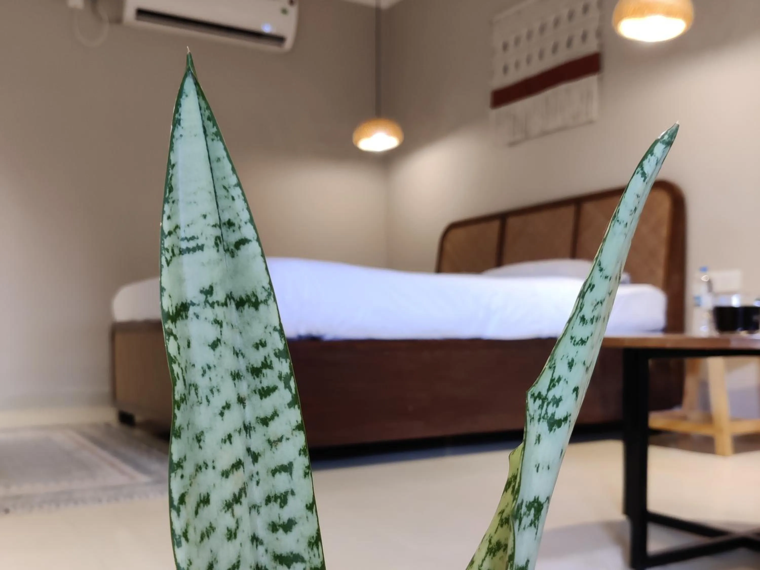 Bed in The Unallome, Morjim