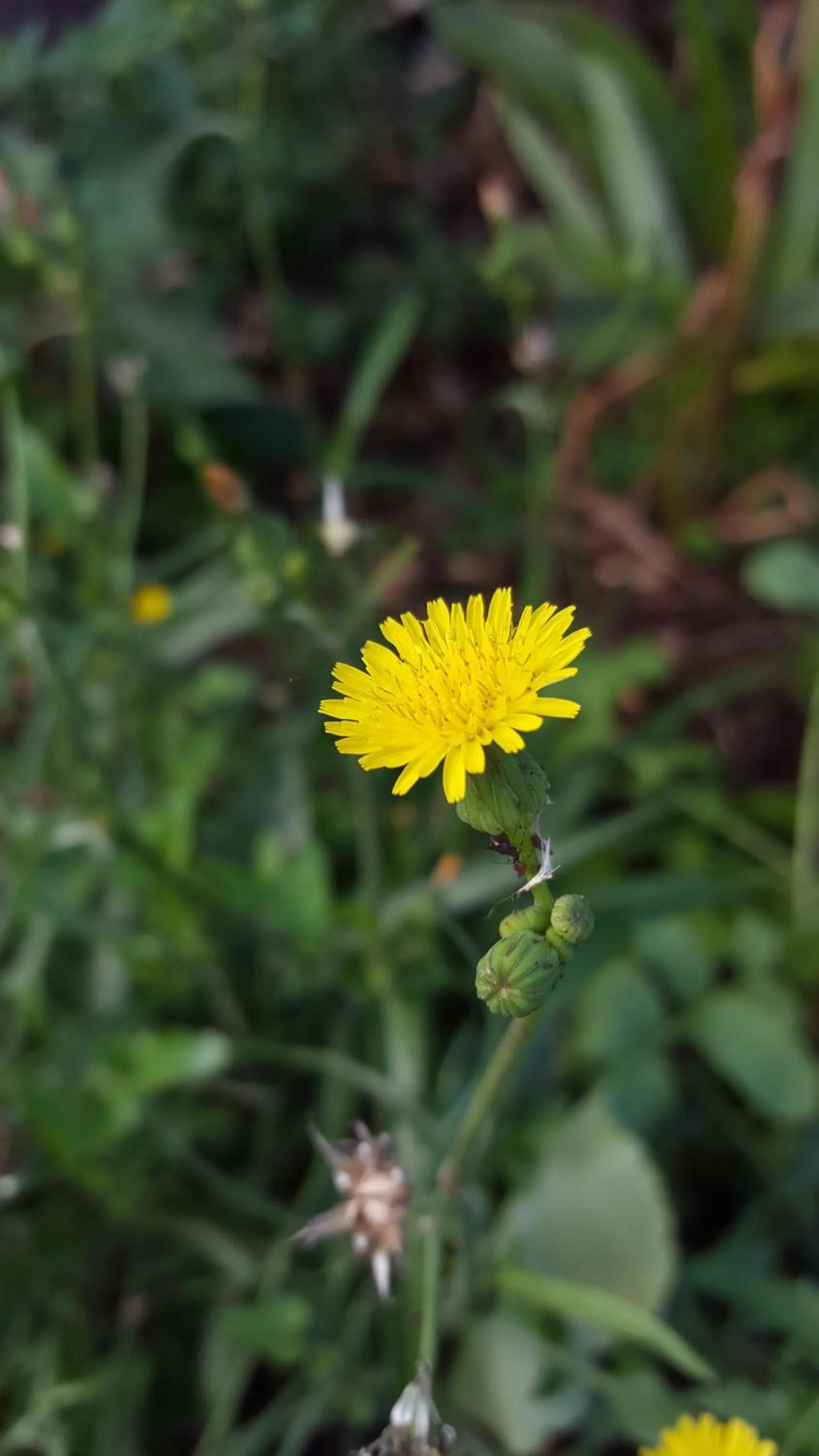 Property building in GITE-Hotel LA CAZ DES ORANGERS