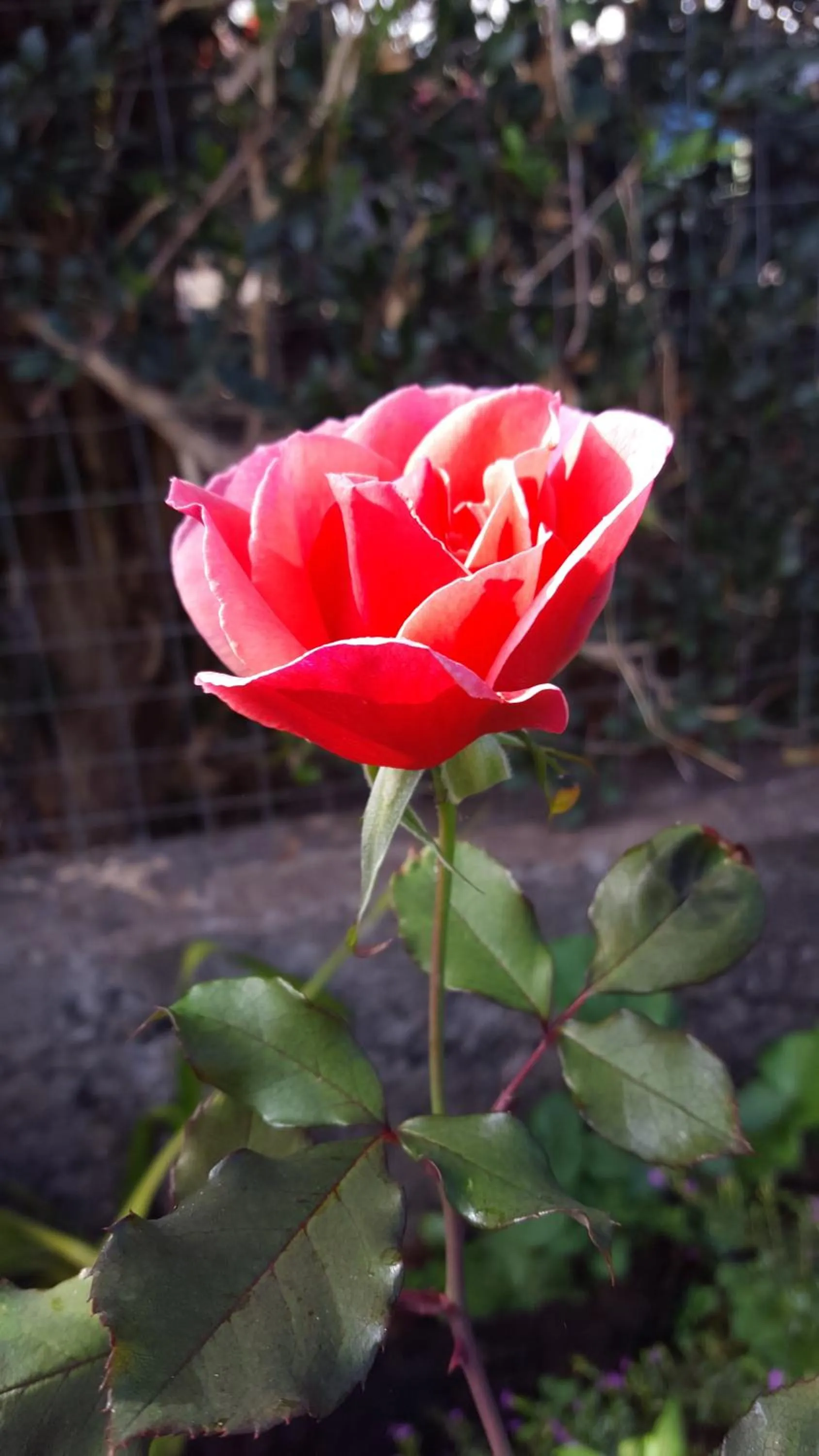 Property building in GITE-Hotel LA CAZ DES ORANGERS