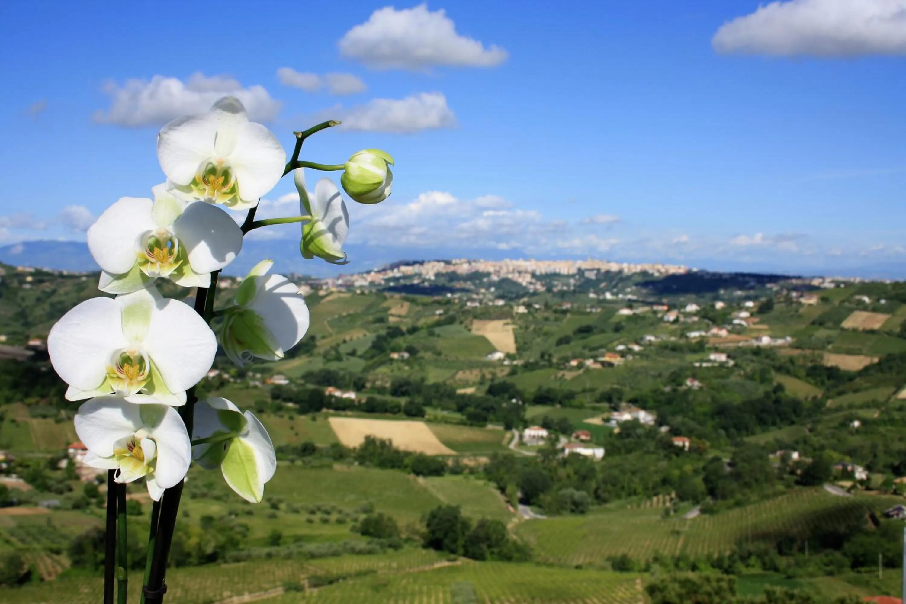 Balcony/Terrace in B&B Villa Ciccone