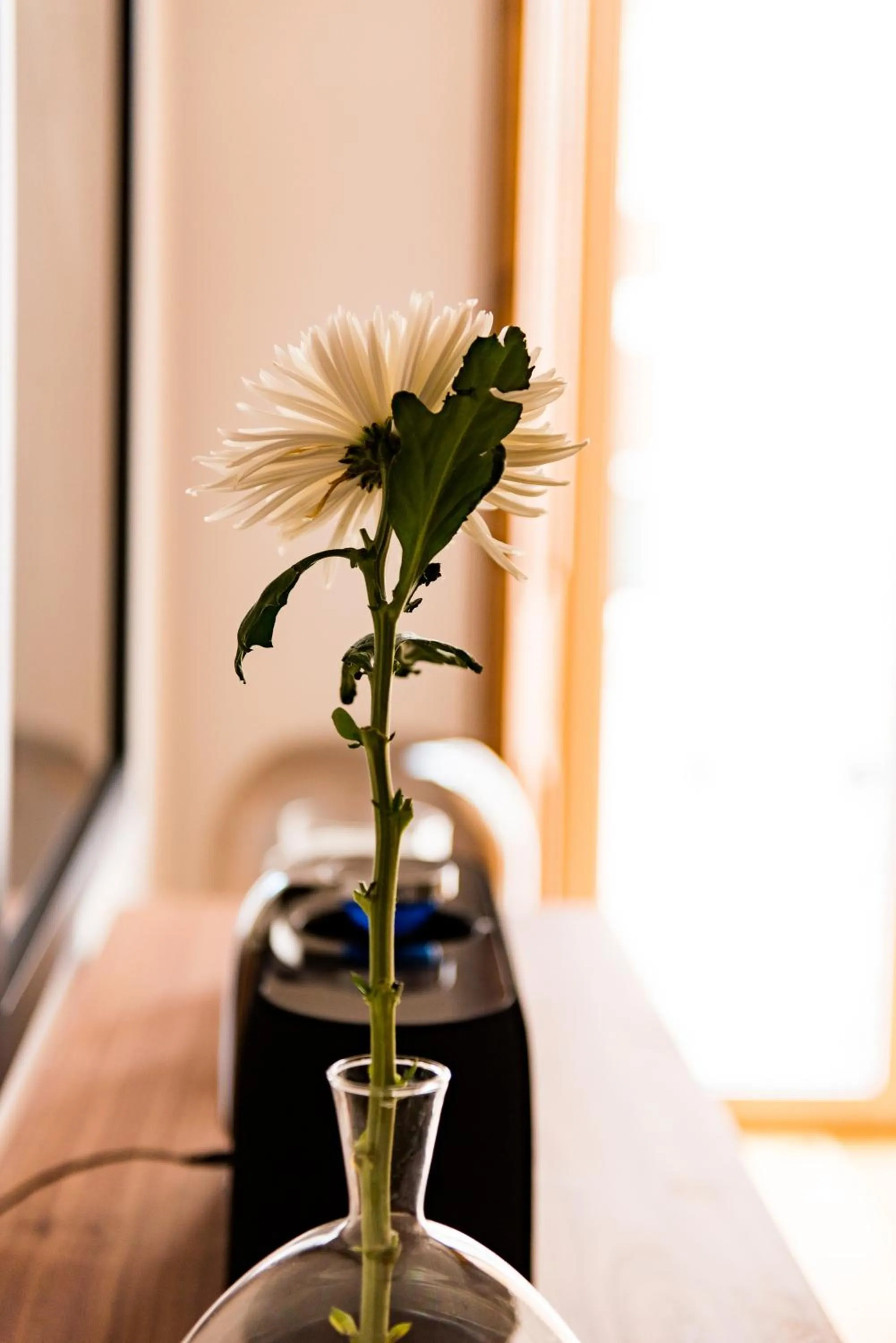 Living room in Flora Chiado Apartments
