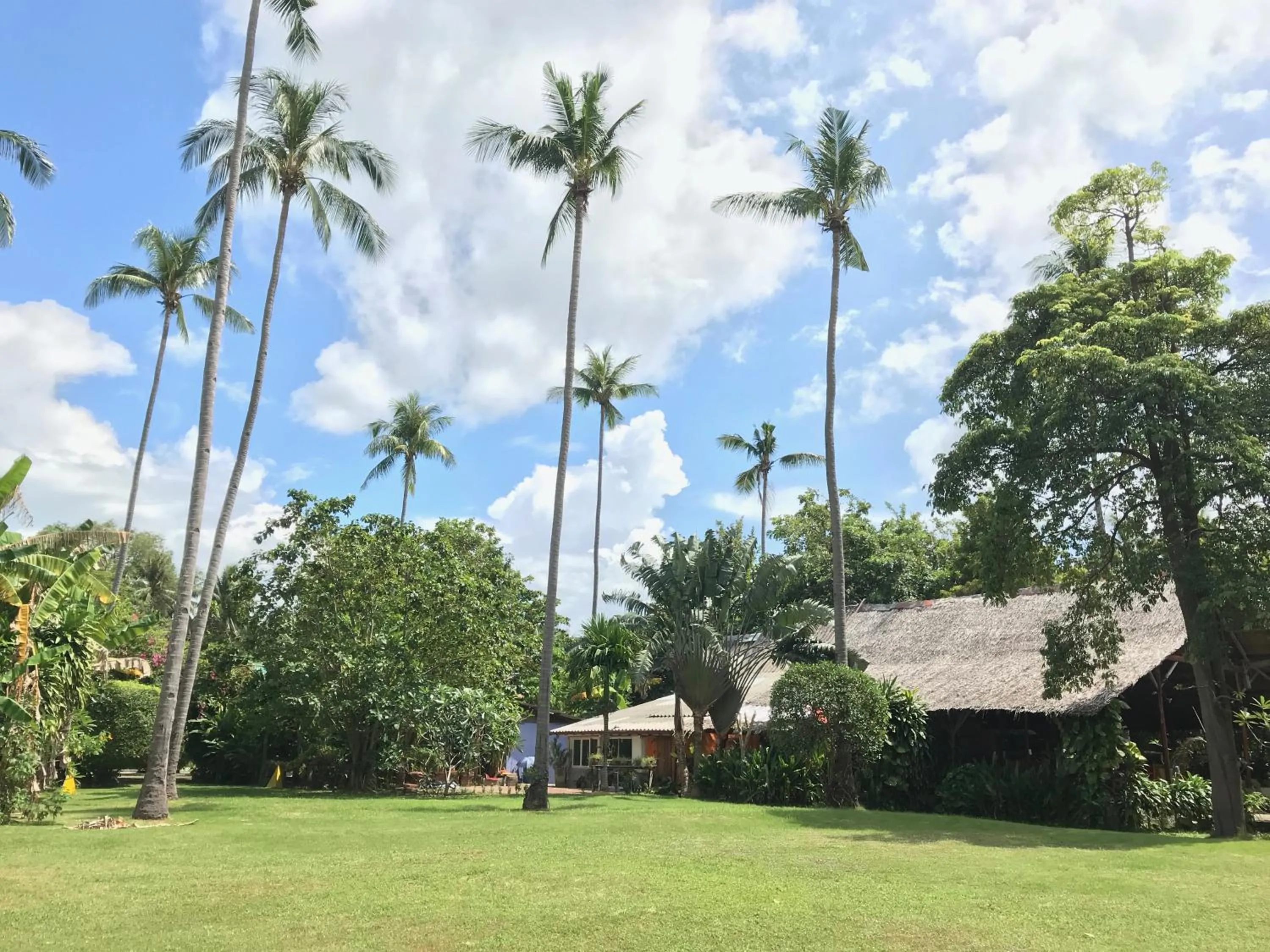 Garden in Andaman Sunflower