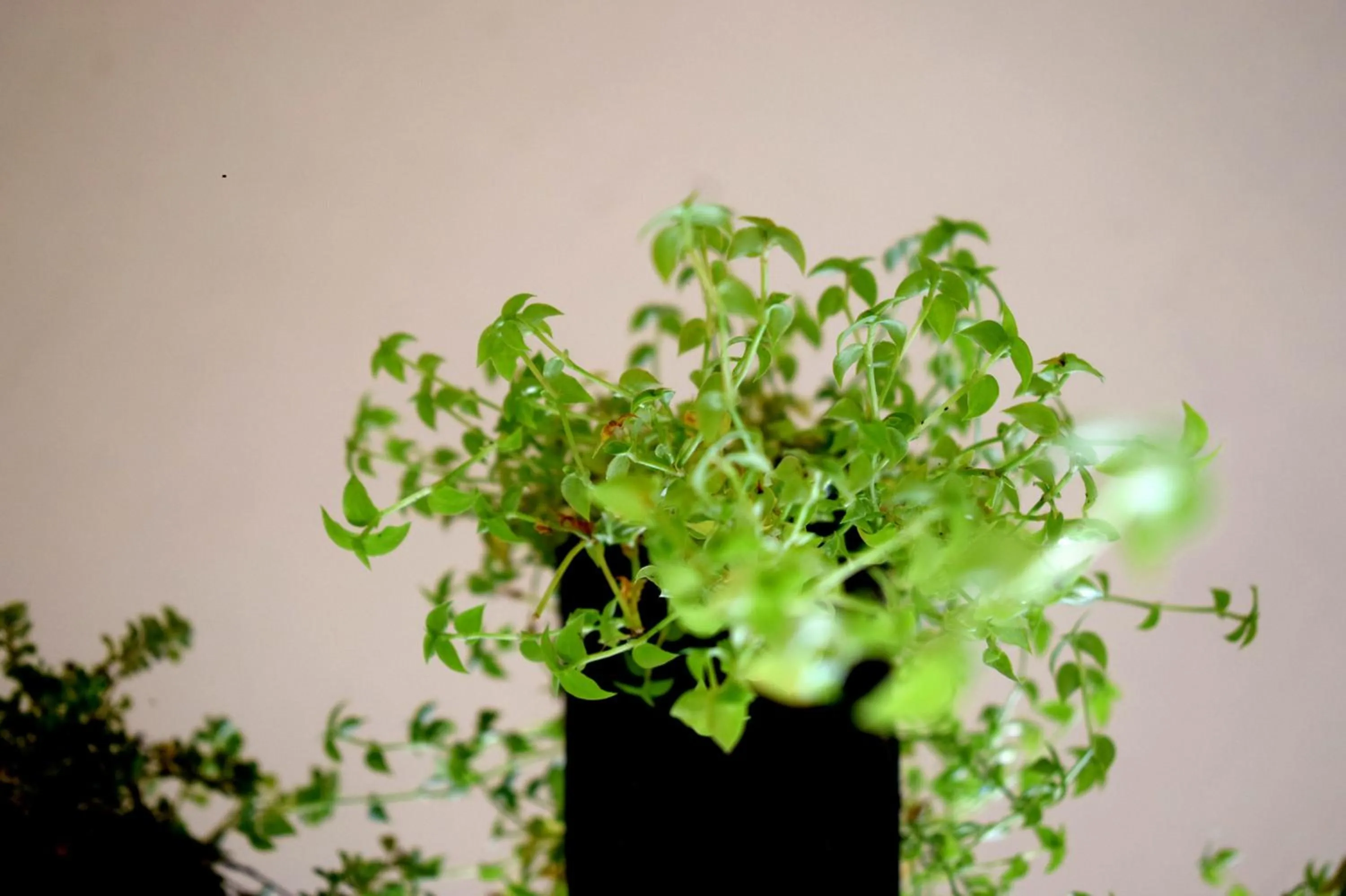 Garden in Gooseberry Family Retreats - Wayanad by KARAPUZHA RESORTS