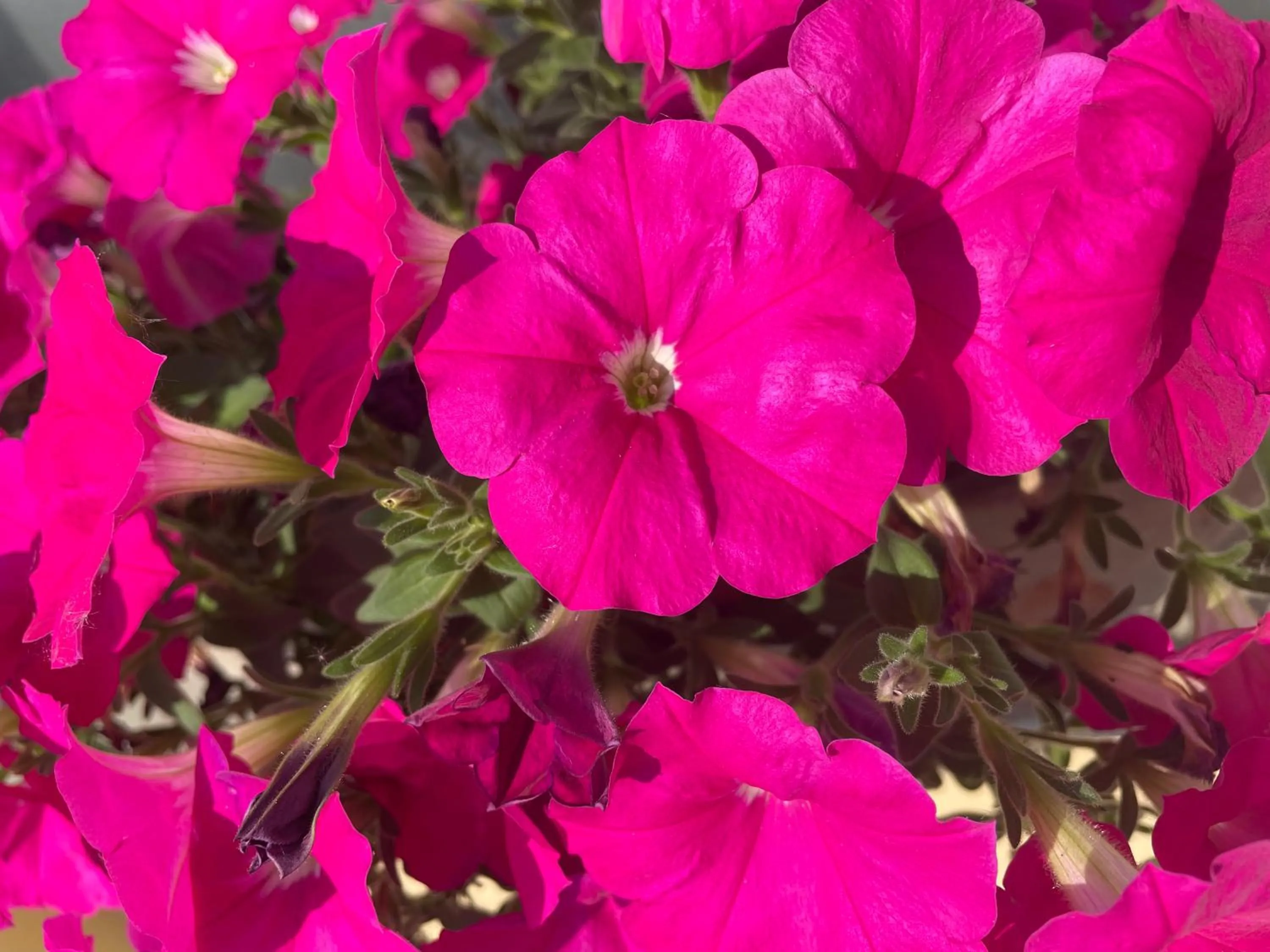 Hotel Hegemann garni